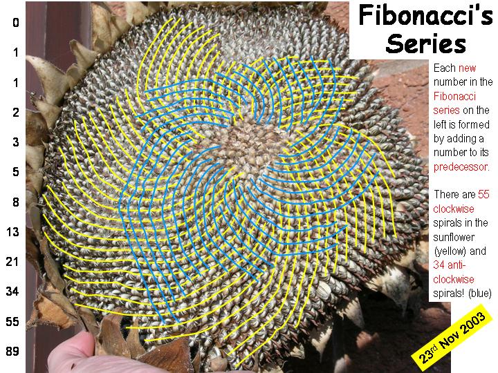Fibonacci.jpg