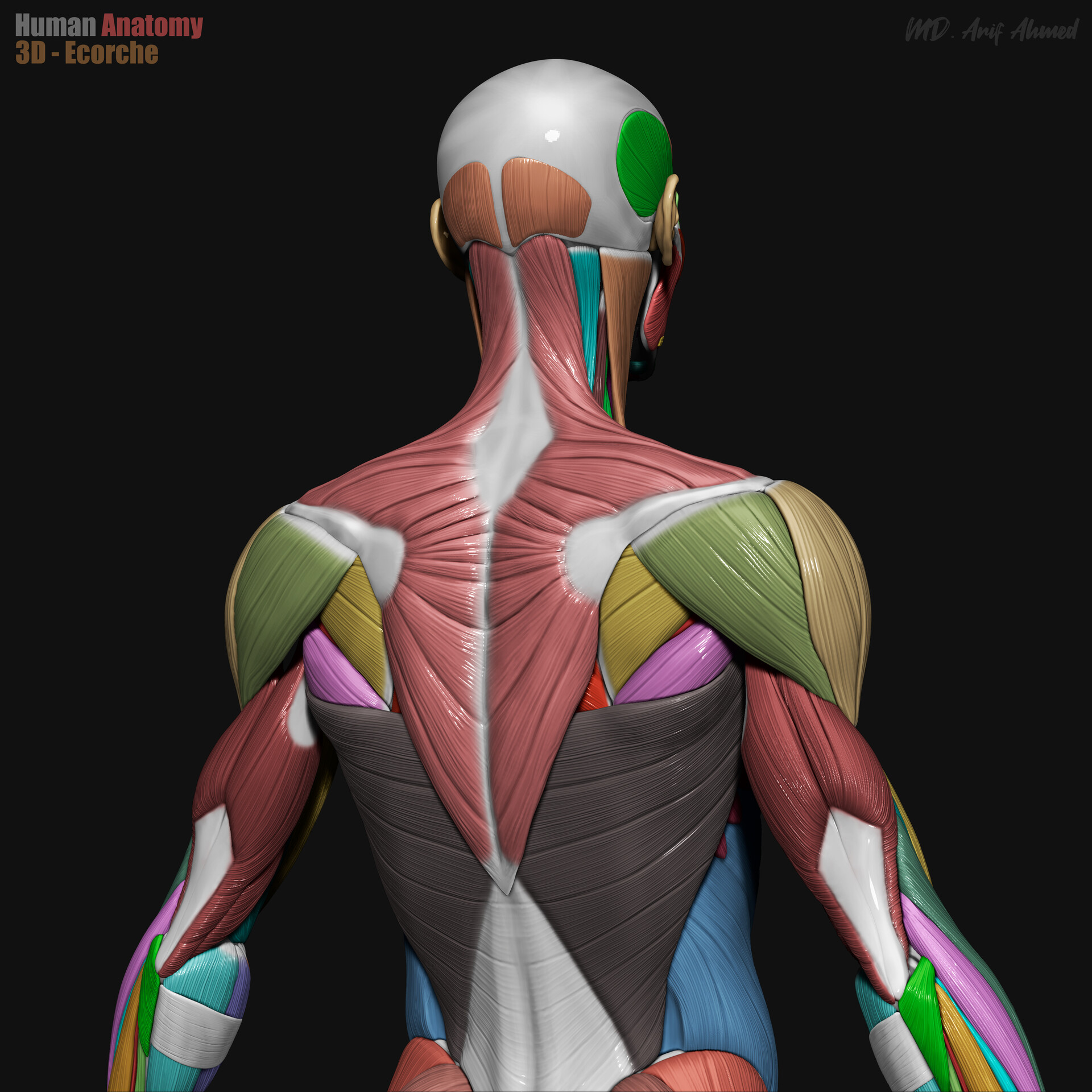 md-arif-ahmed-3d-human-echorche-back-torso-color-zoom-render