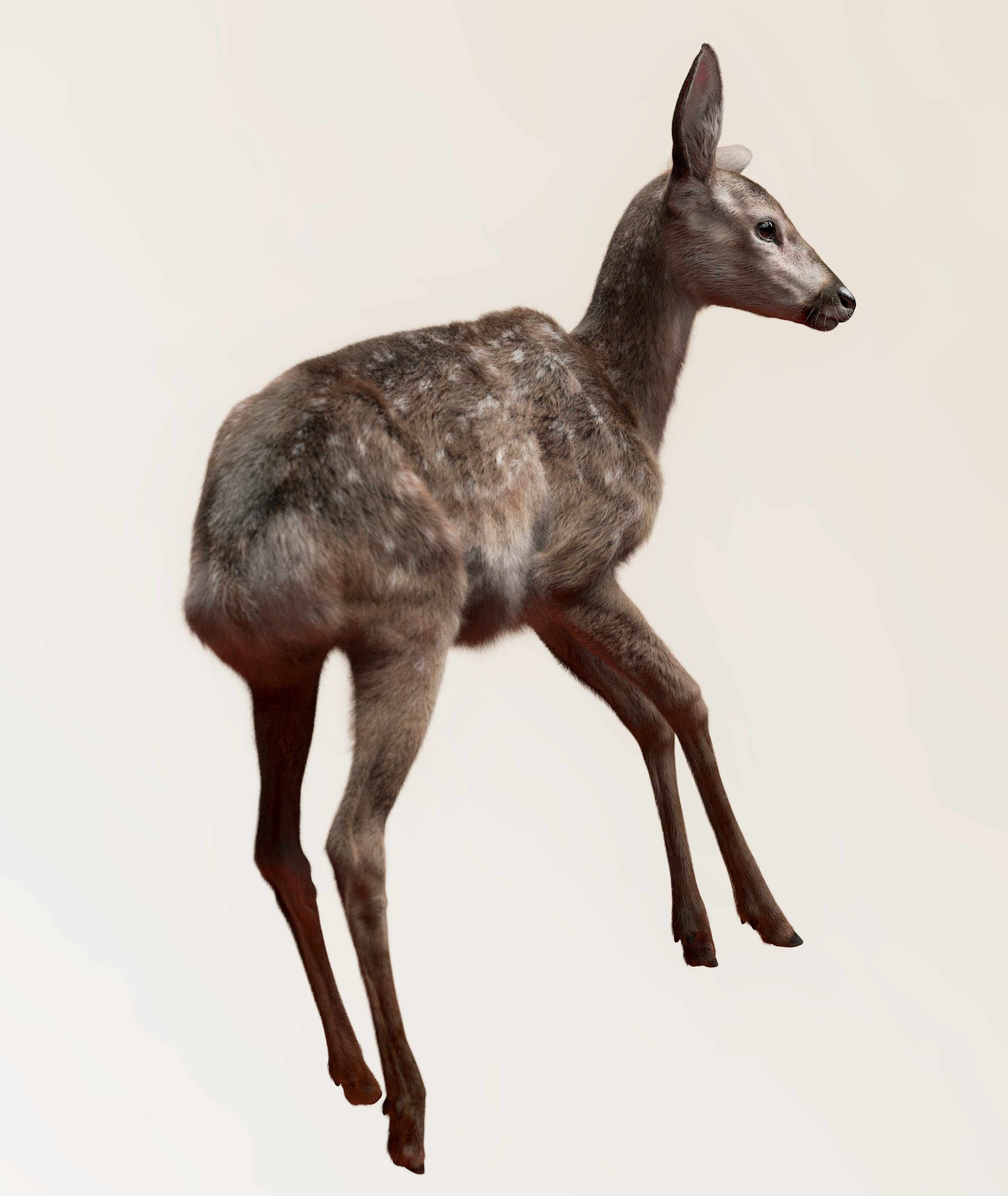 deer_8