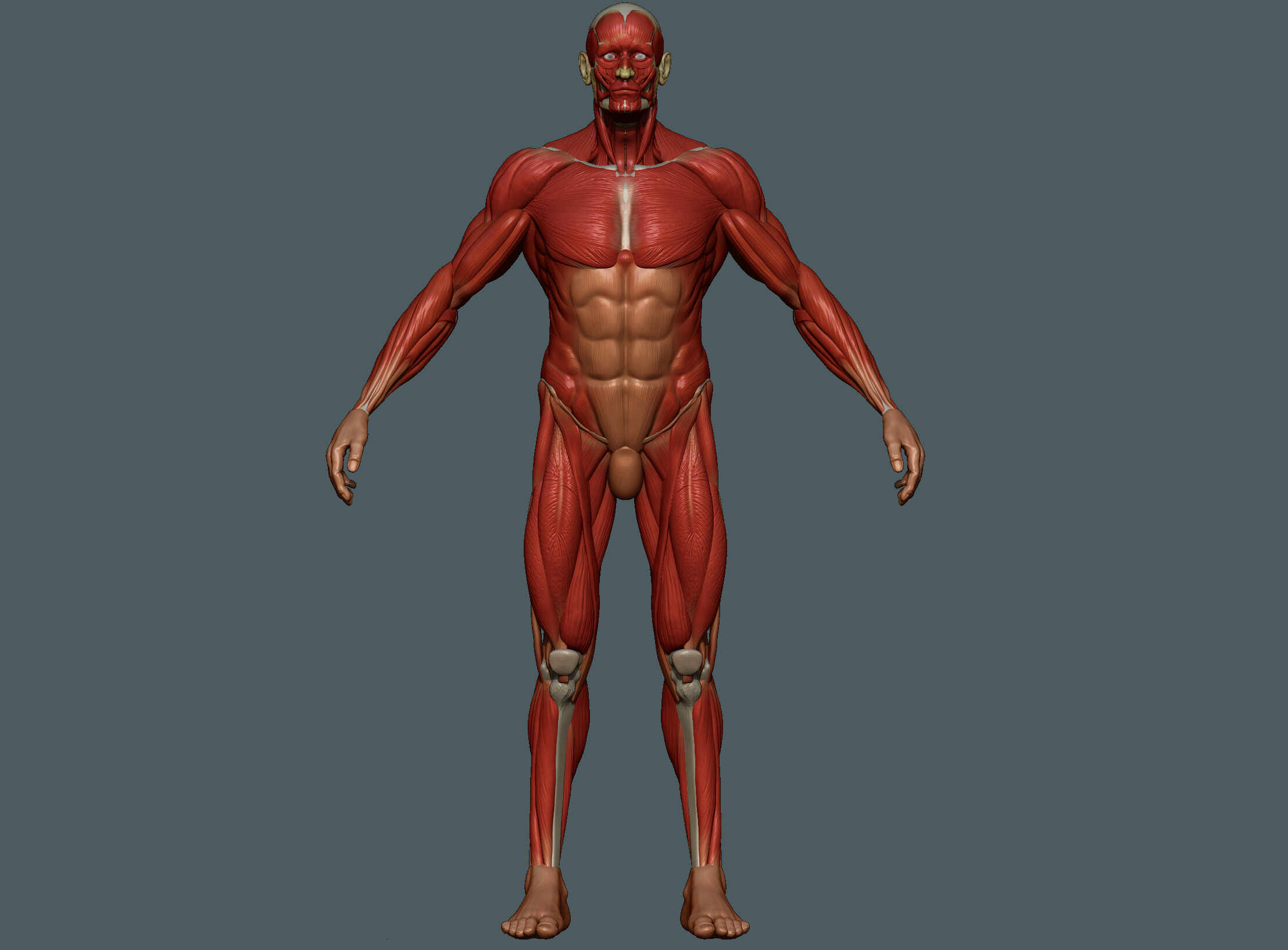 Ecorche Render_compo_PSD