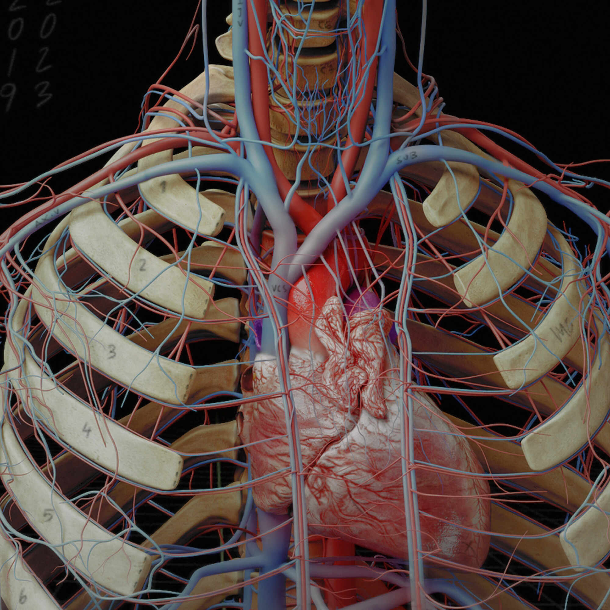 Anatomy_Digital human_vein_artery c1