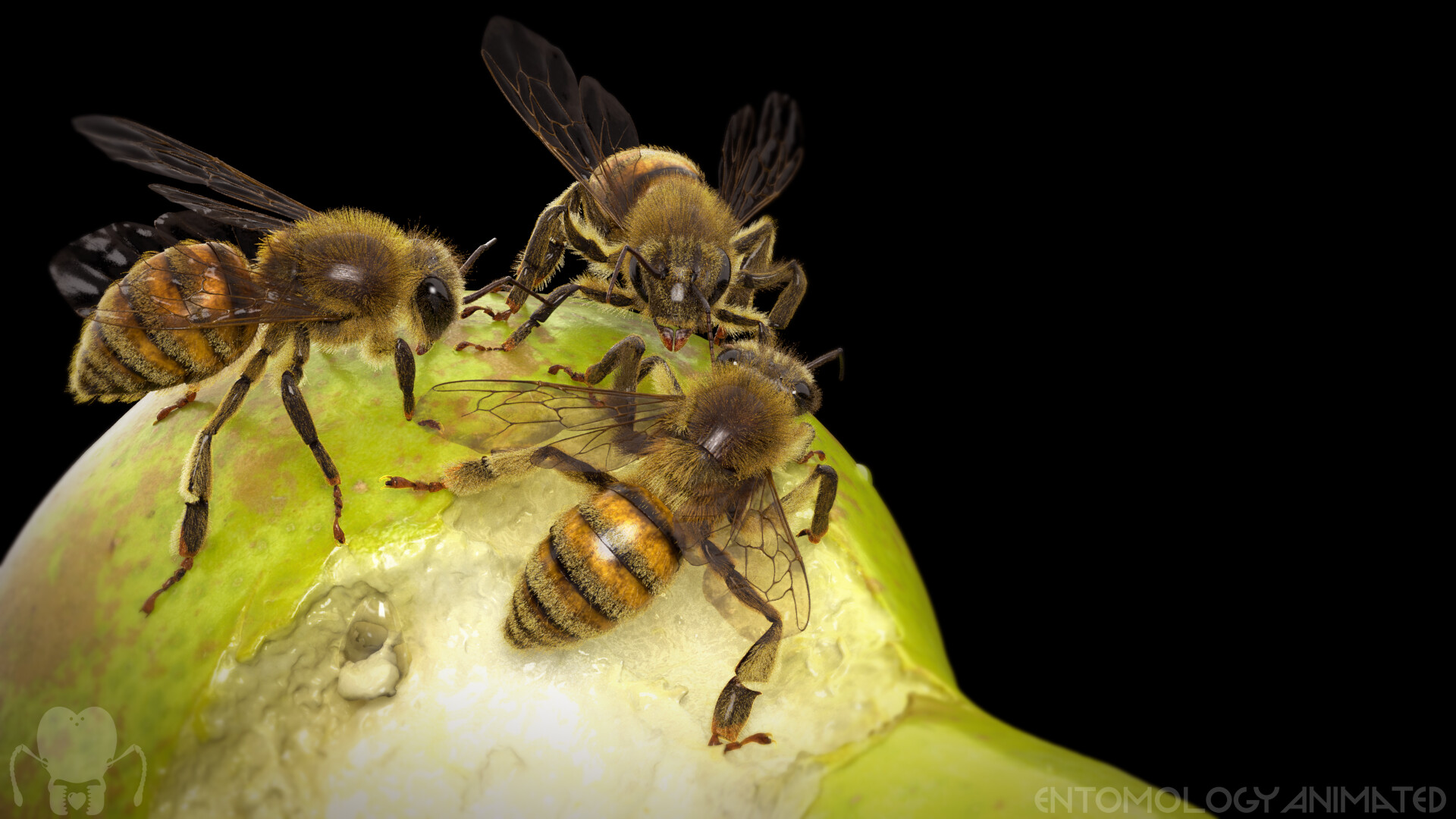 eric-keller-arnold-pear-render-1