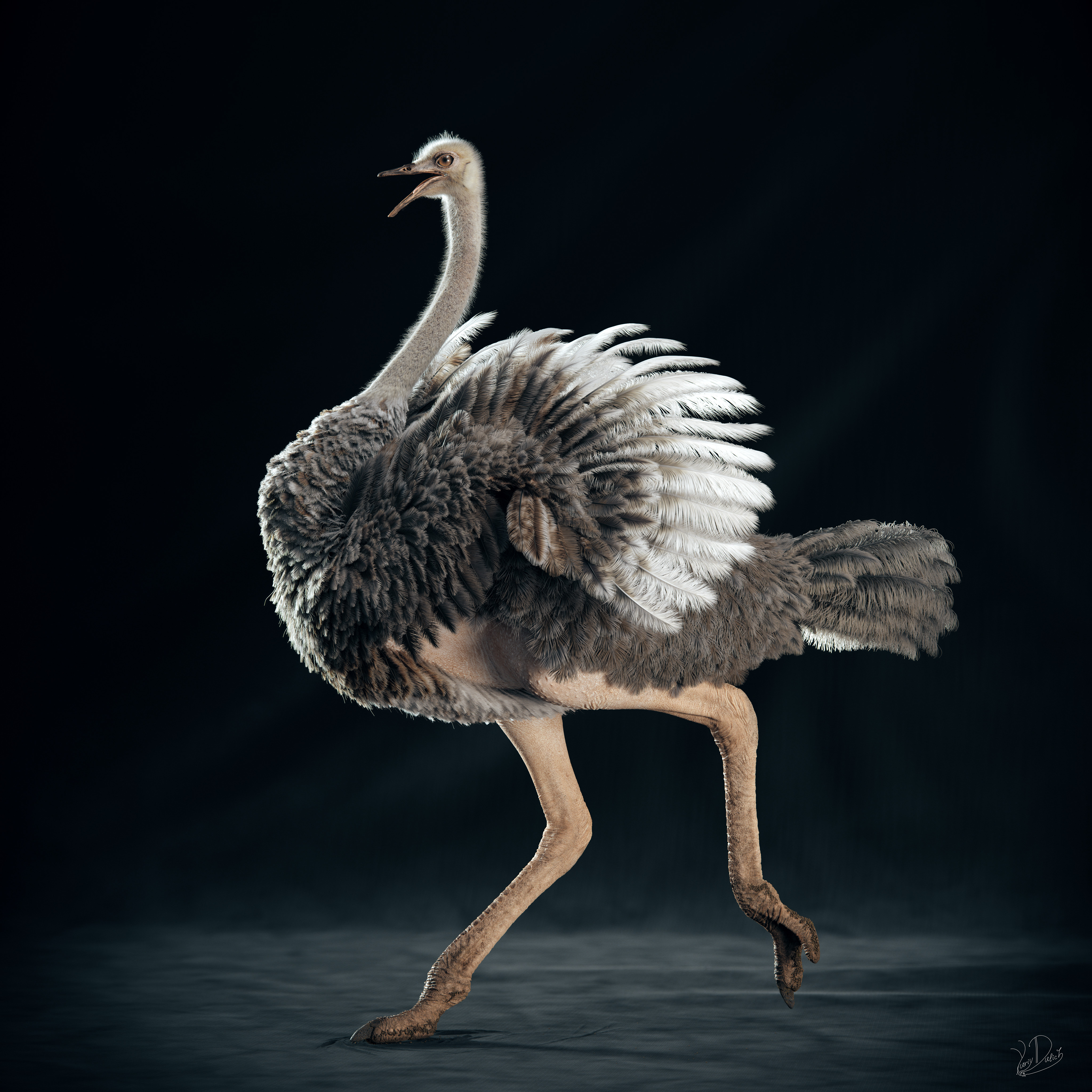 Ostrich_RUN