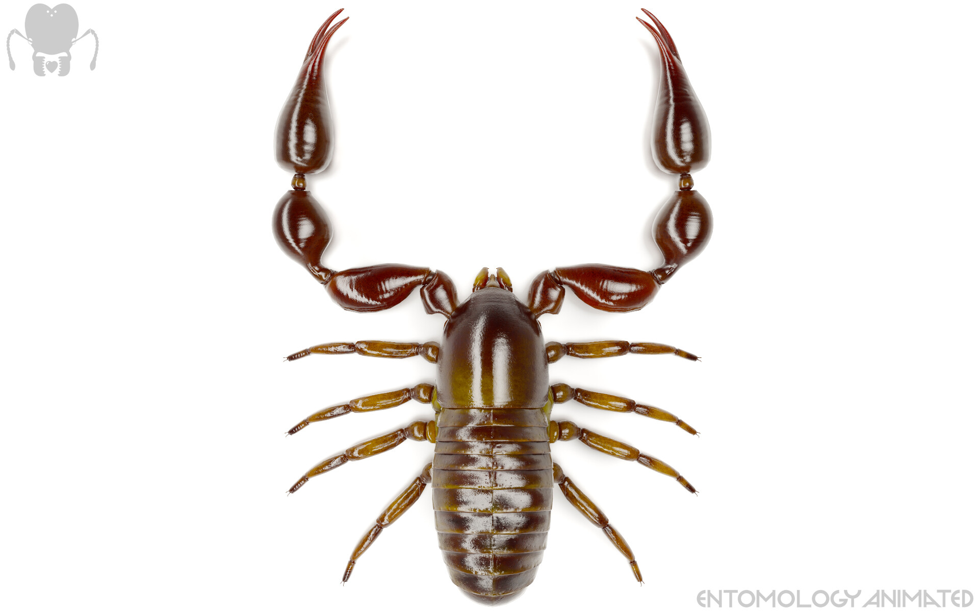 eric-keller-pseudoscorp-iray-03