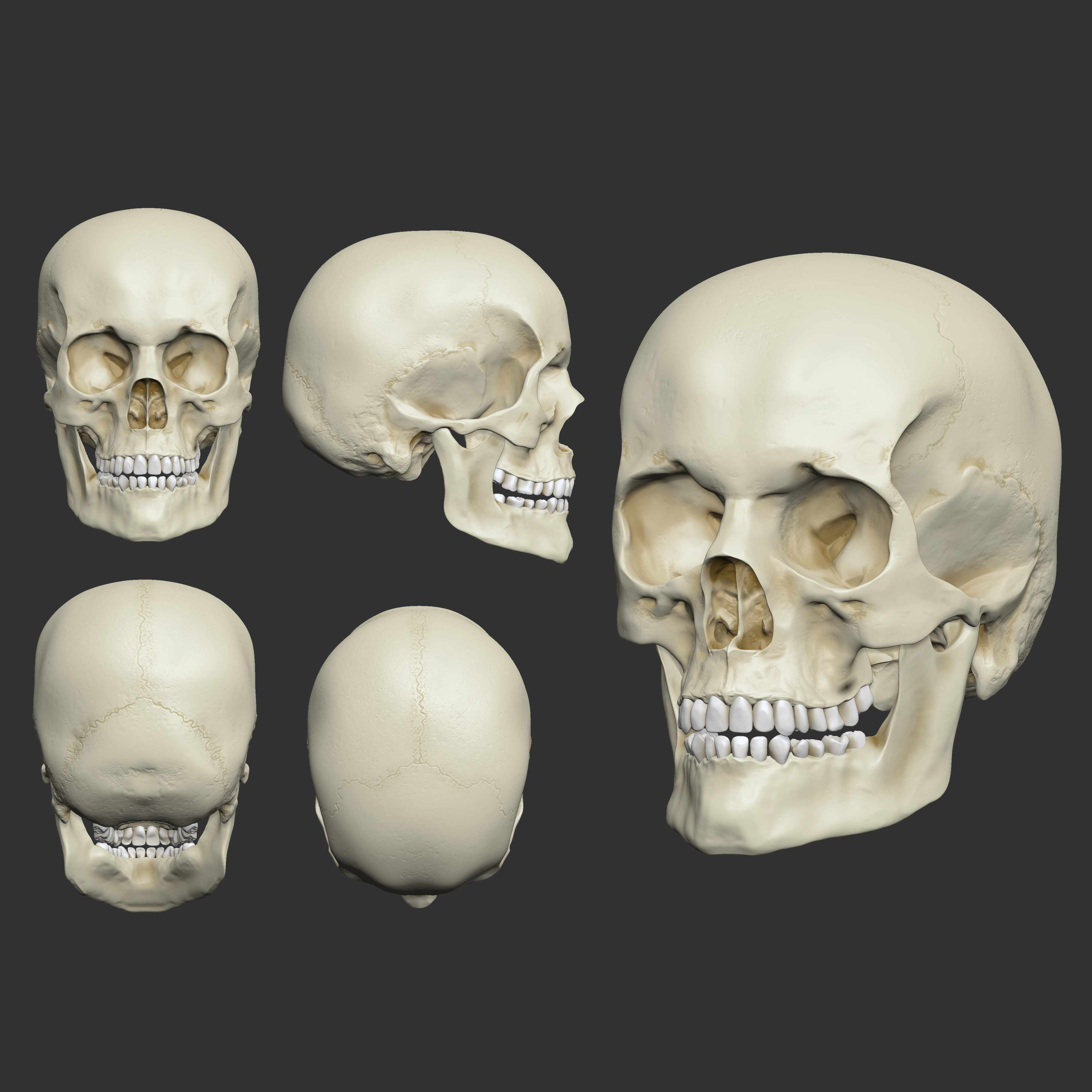 Jorge_Triguero_Craneo_Color