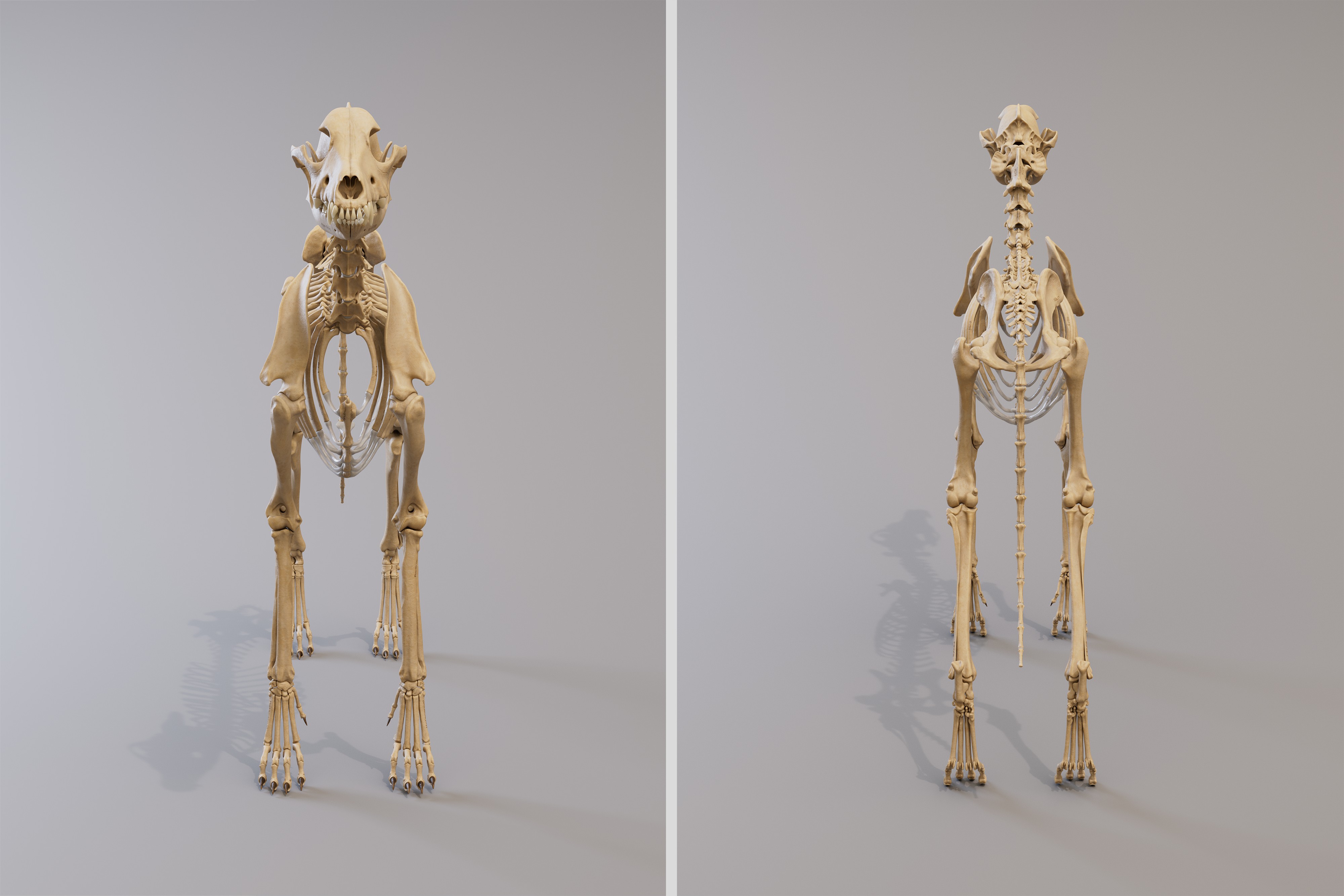 canine_skeleton_front_back_4k