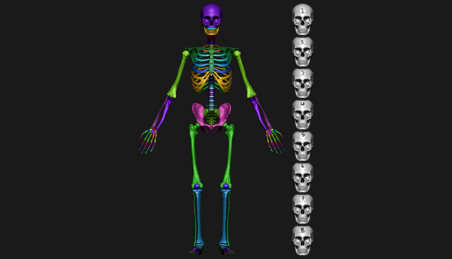 md-arif-ahmed-3d-skeleton-modeling-in-zbrush-by-md-arif-ahmed-08-hex-reference-front-view-color