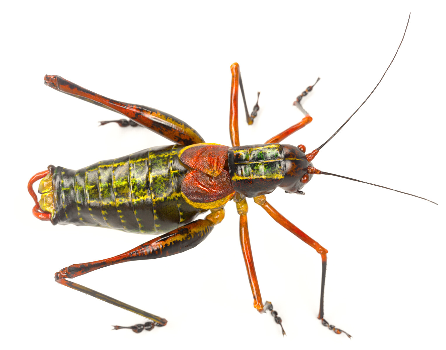 eric-keller-b-vicentinus-render-04