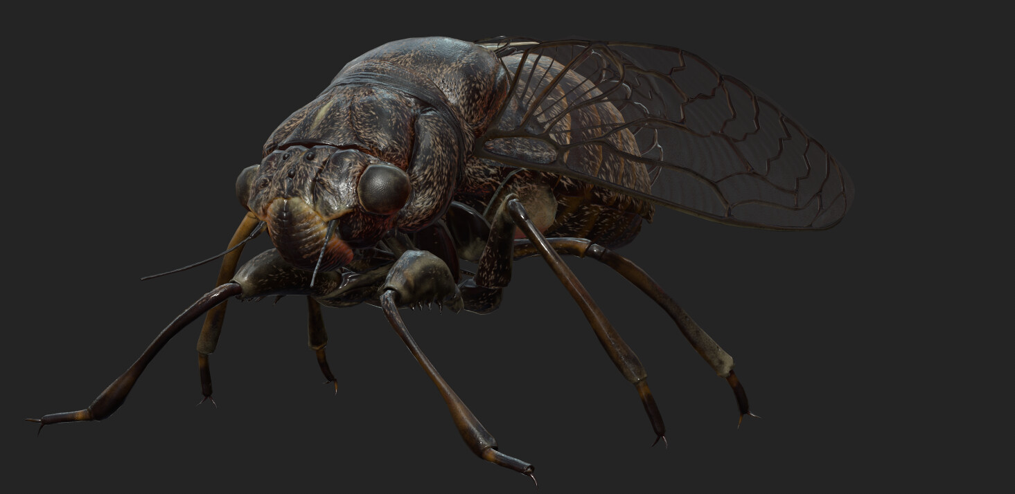 eric-keller-cicadaadult-textured-06