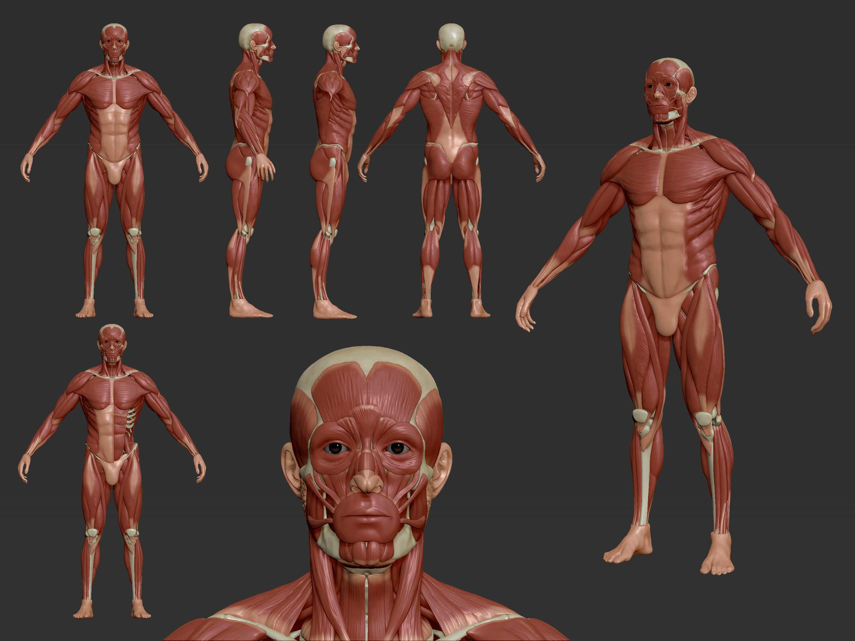 Ecorche_Render_COMPO