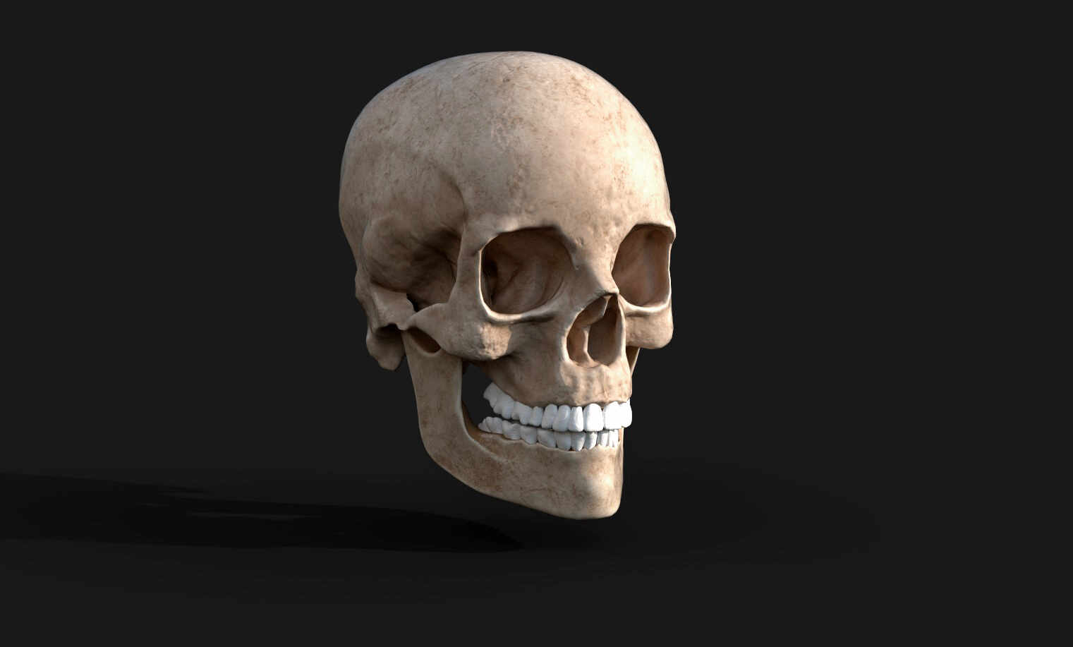 Craneo_Render_CristinSabin