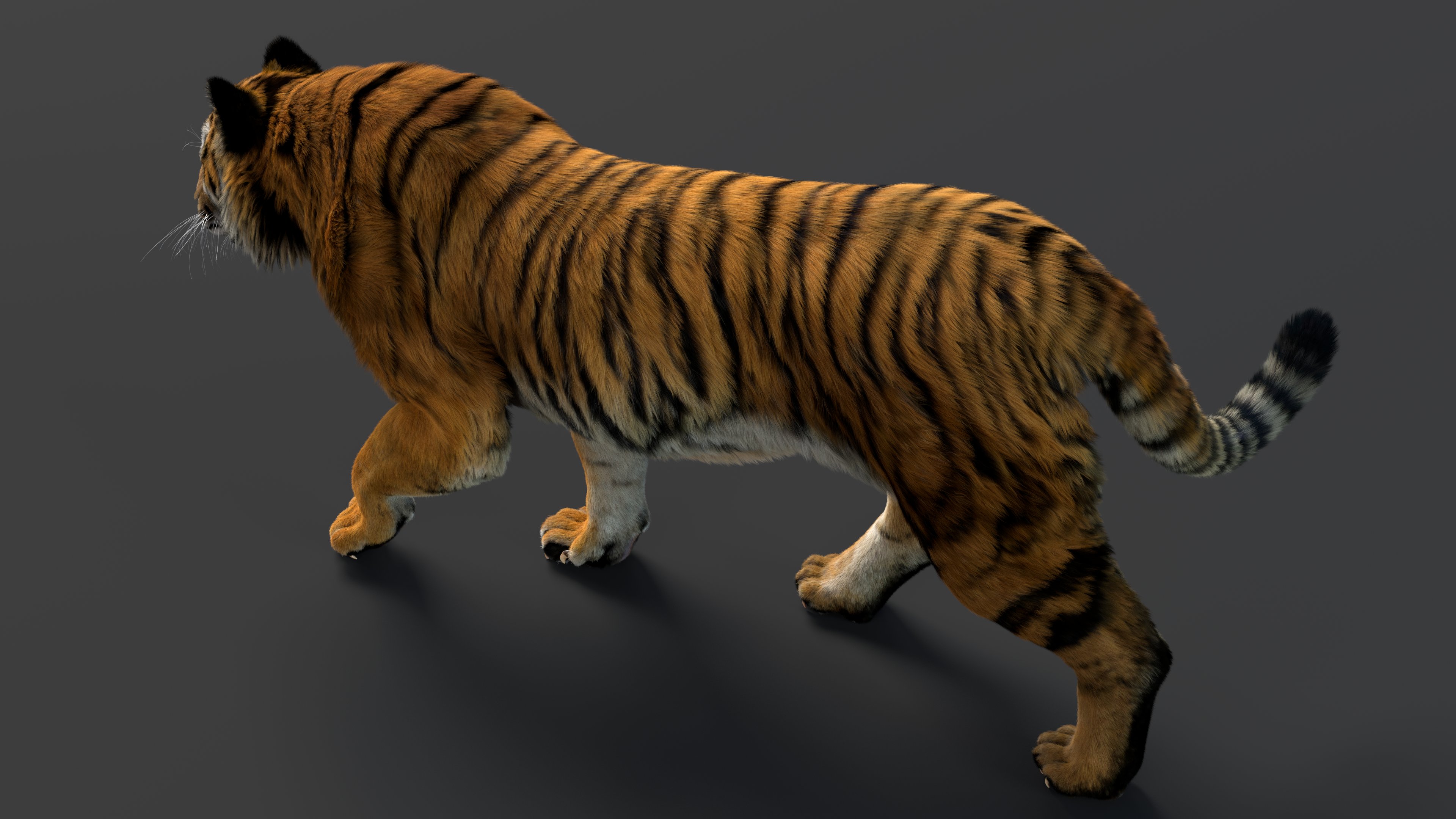 tiger08