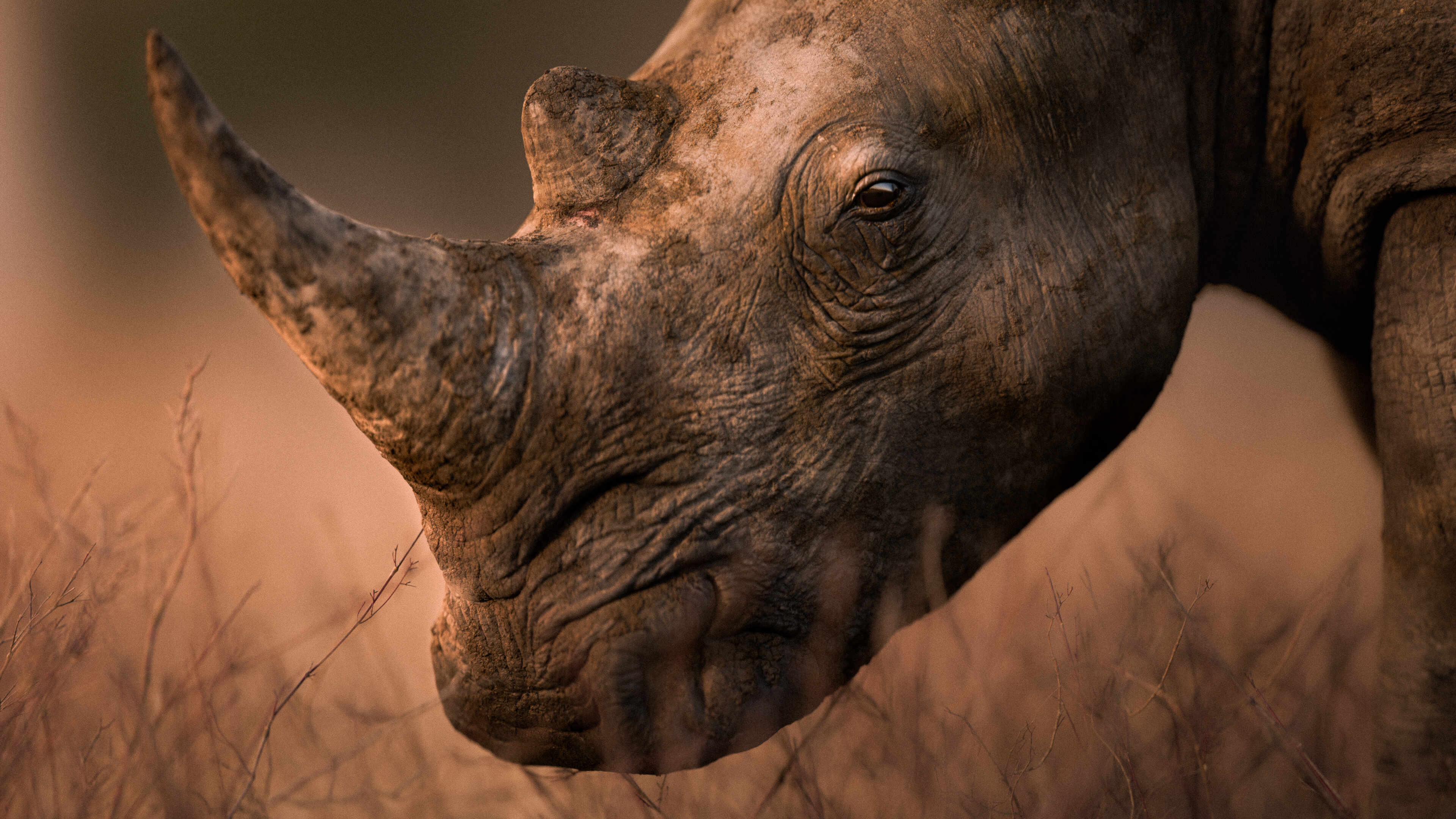 closeUp_render_v001.1004-2