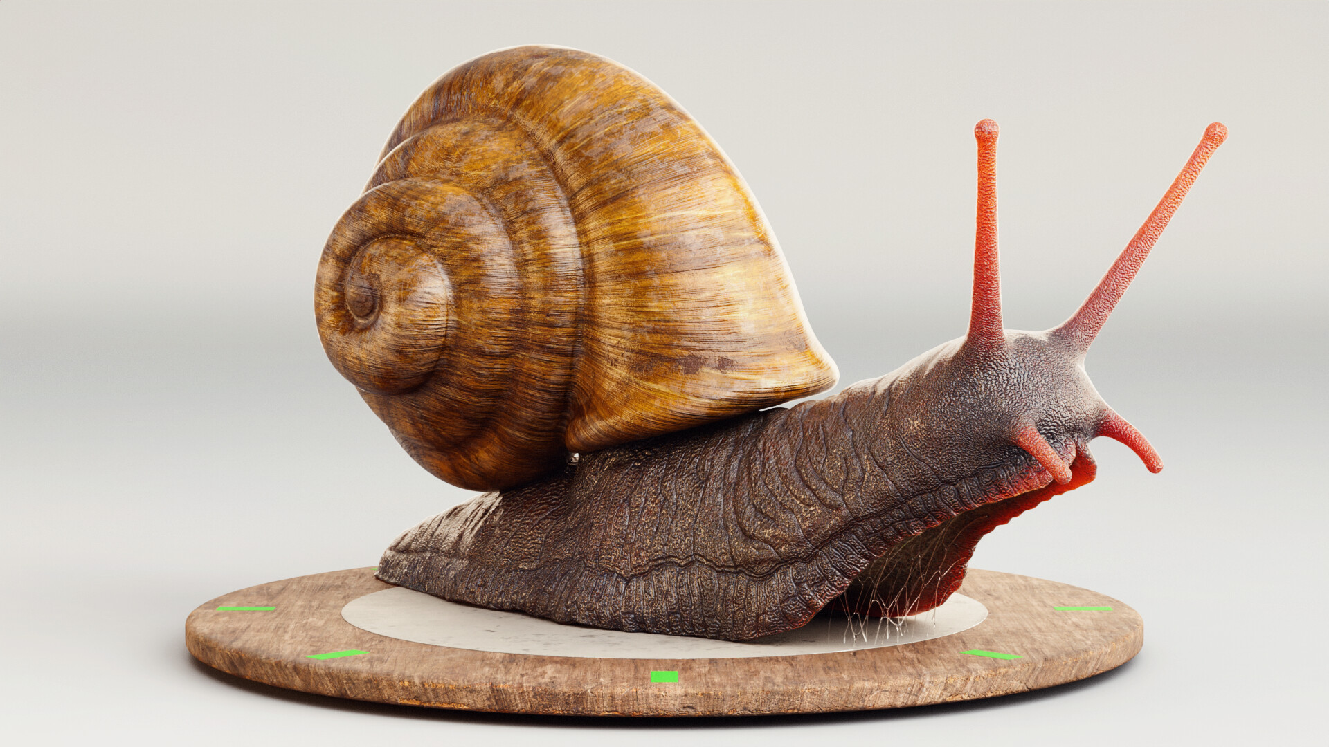 julio-benavides-snail-00001
