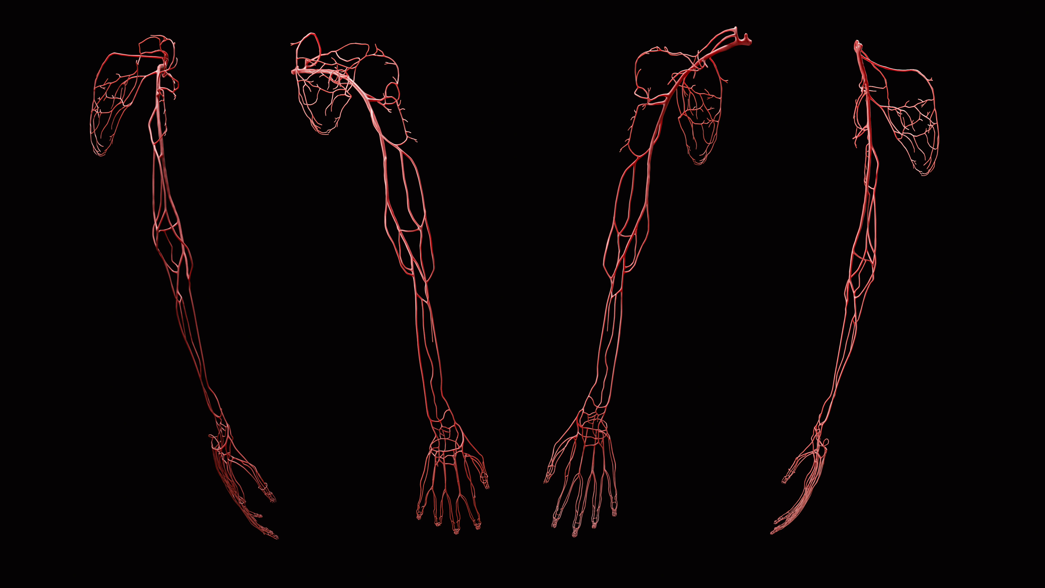 UpperLimb_FullArm_2020-07-15_Arteries