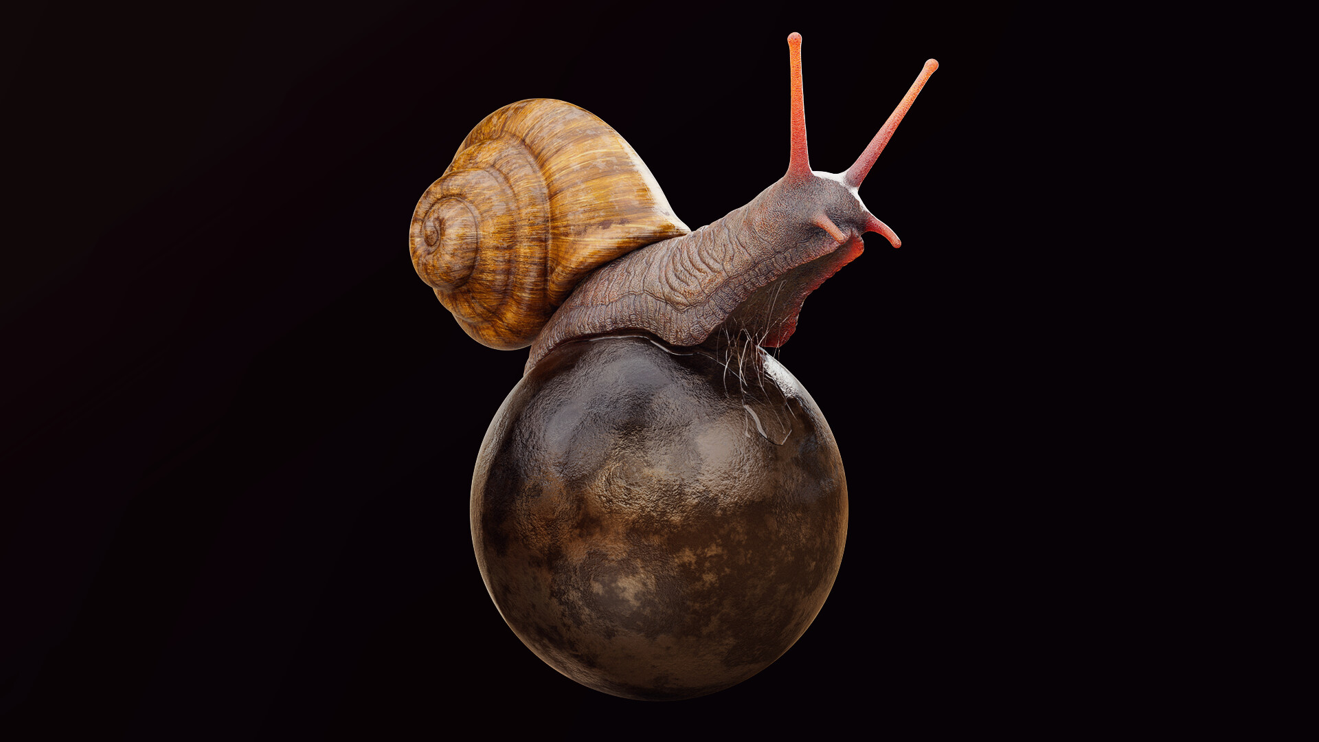 julio-benavides-snail-00019