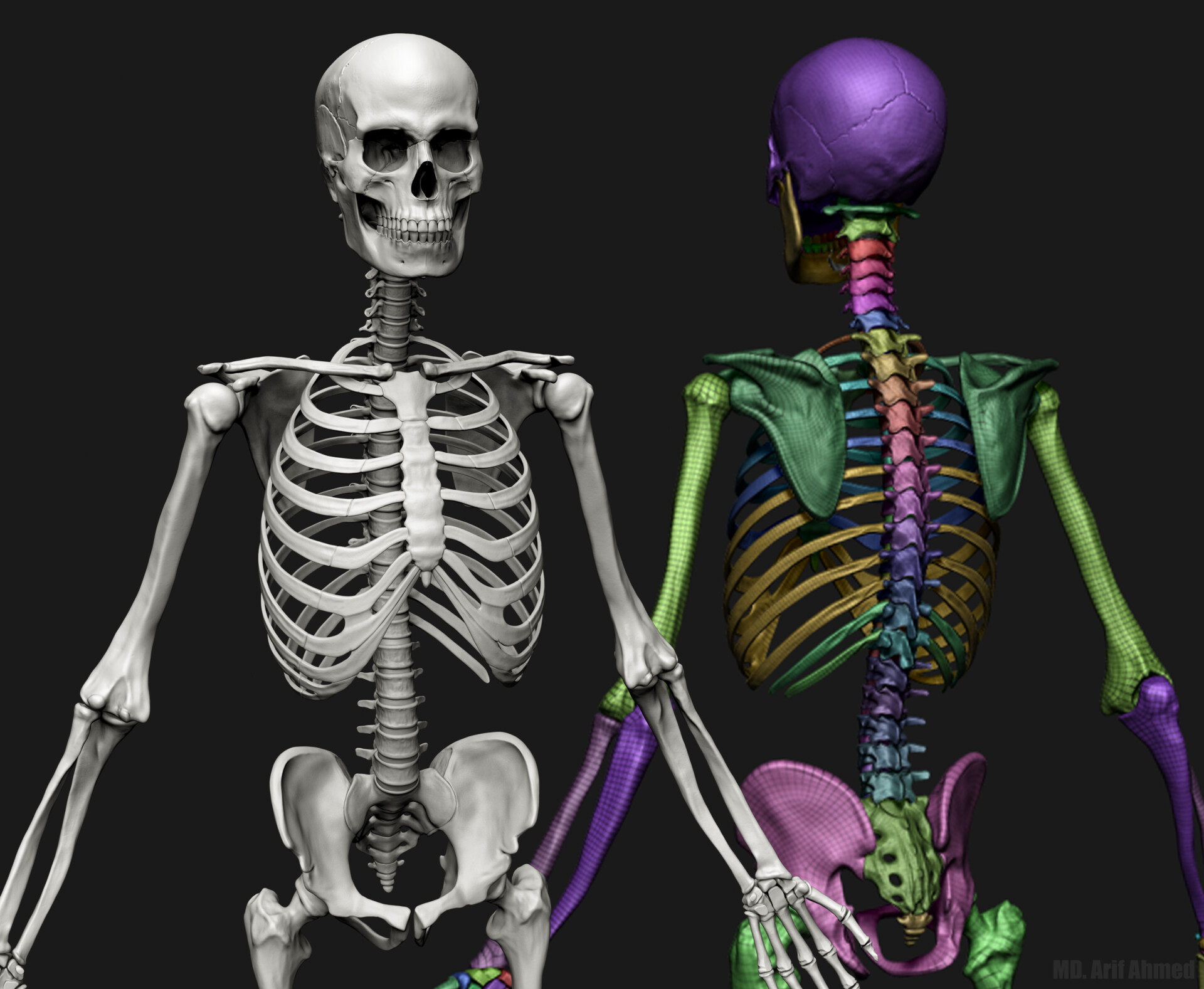 md-arif-ahmed-3d-human-skeleton-anatomy-for-3d-artist-by-md-arif-ahmed