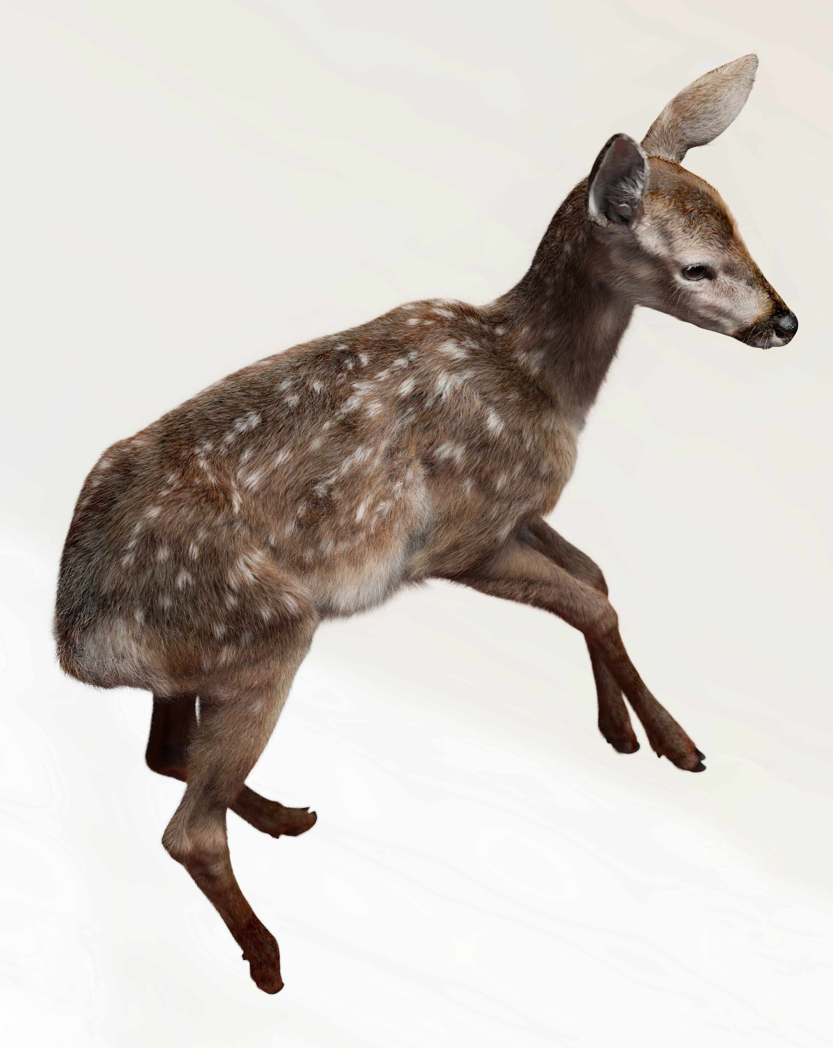 deer_6