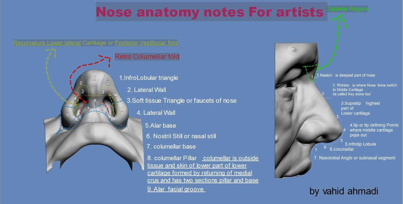 Nose Anatomy notes by vahid ahmadi