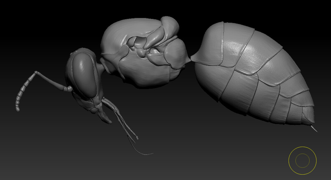eric-keller-zbrush-bee-thorax-side