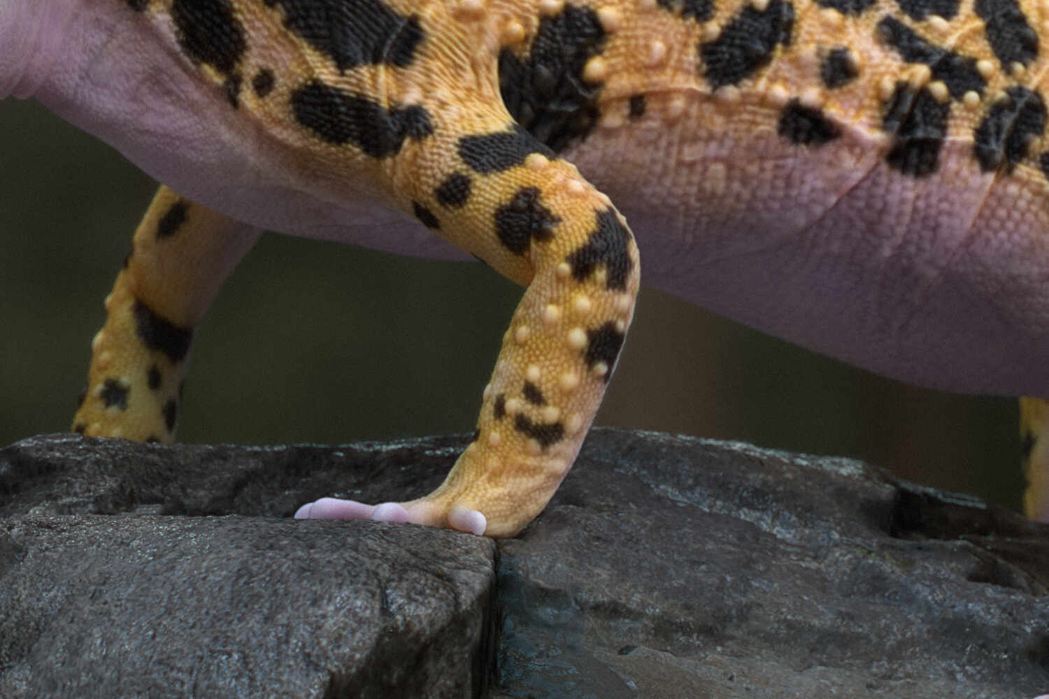 Leopardgecko_CloseUp3