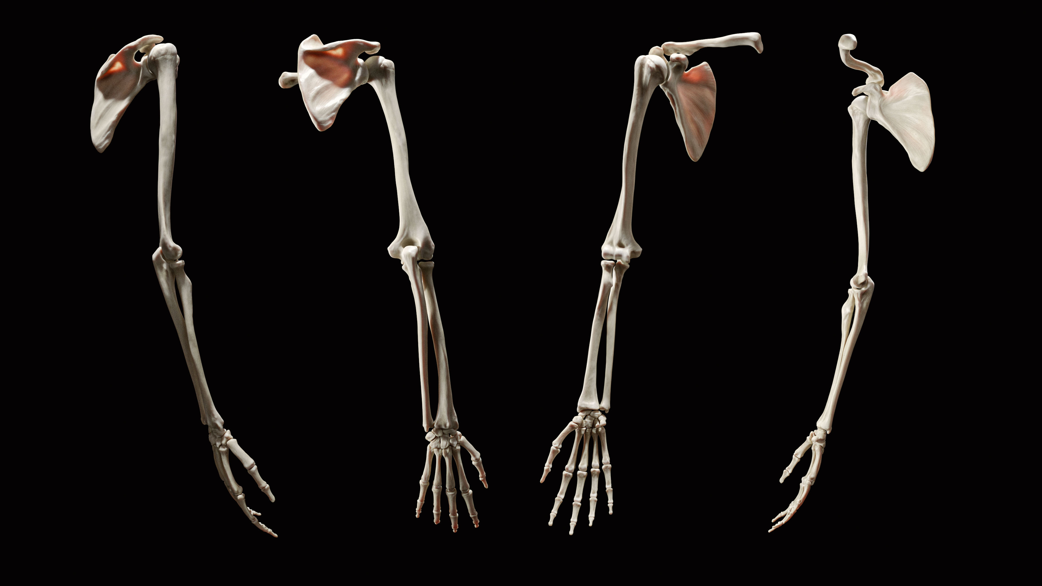 UpperLimb_FullArm_2020-07-15_Skeletal