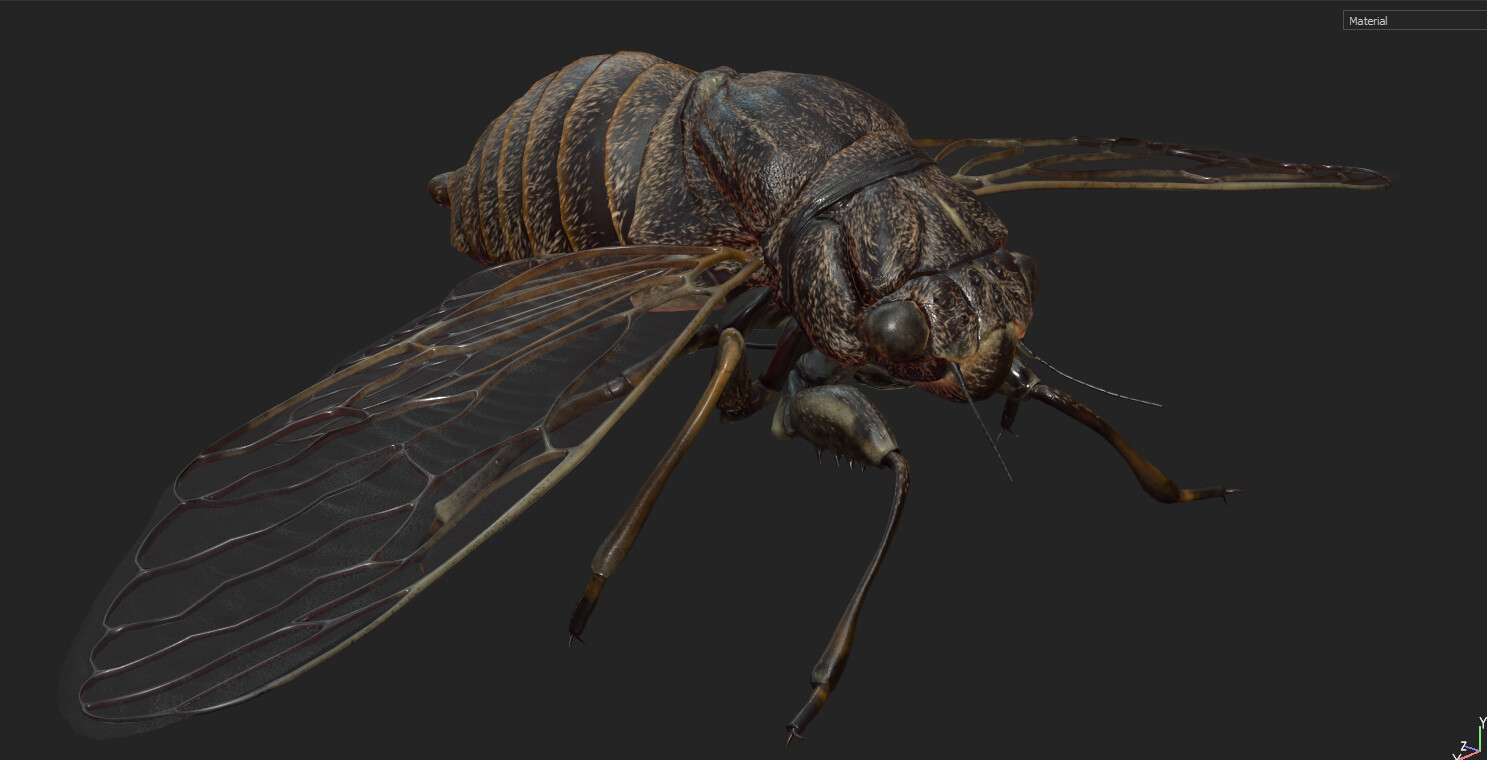 eric-keller-cicadaadult-textured-02