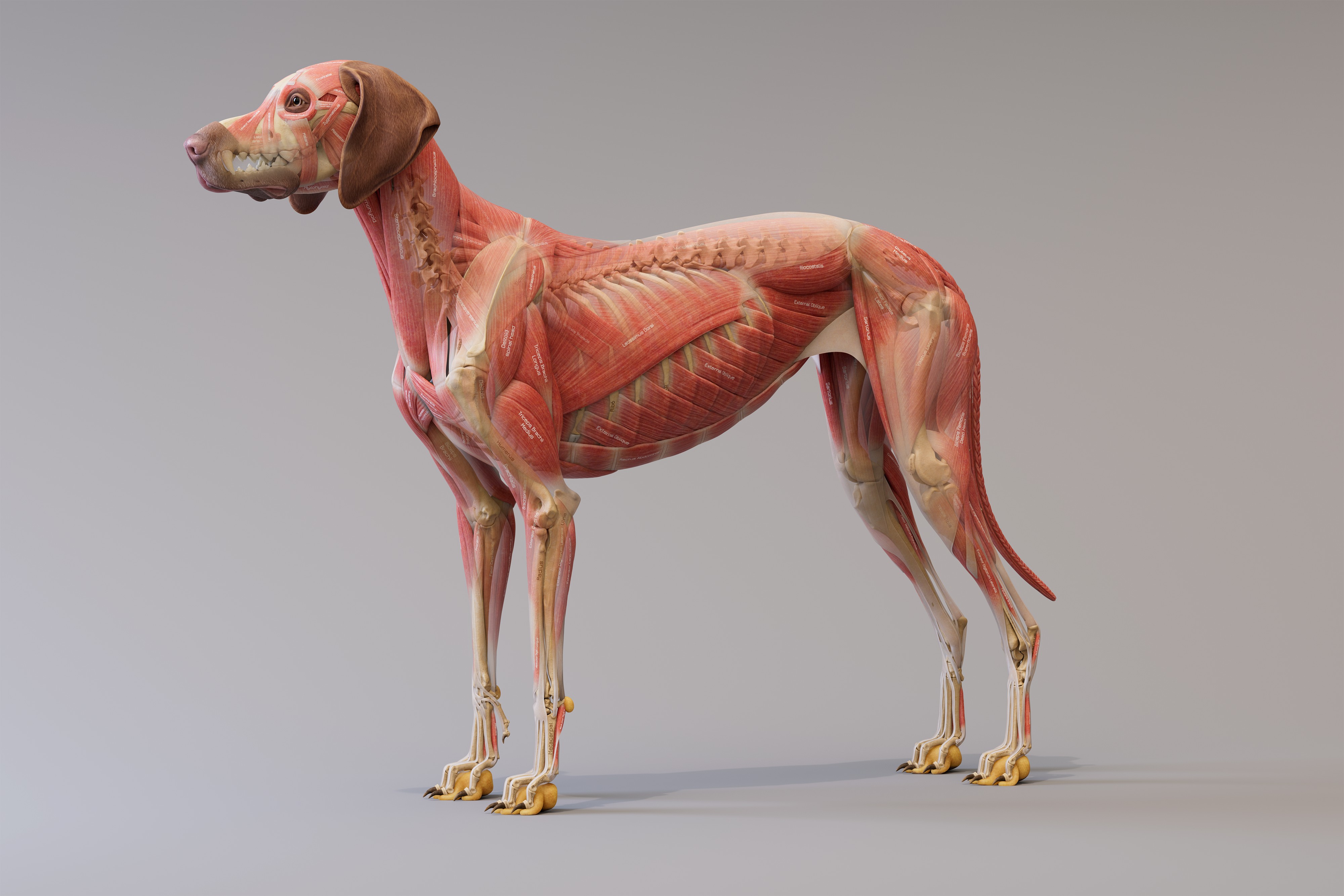 canine_ecorche_side_blend_comp_4k