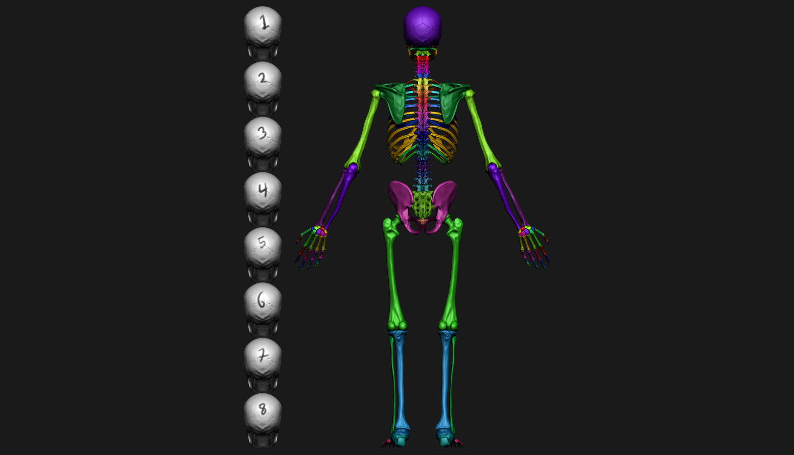 md-arif-ahmed-3d-skeleton-modeling-in-zbrush-by-md-arif-ahmed-08-hex-reference-back-view-color