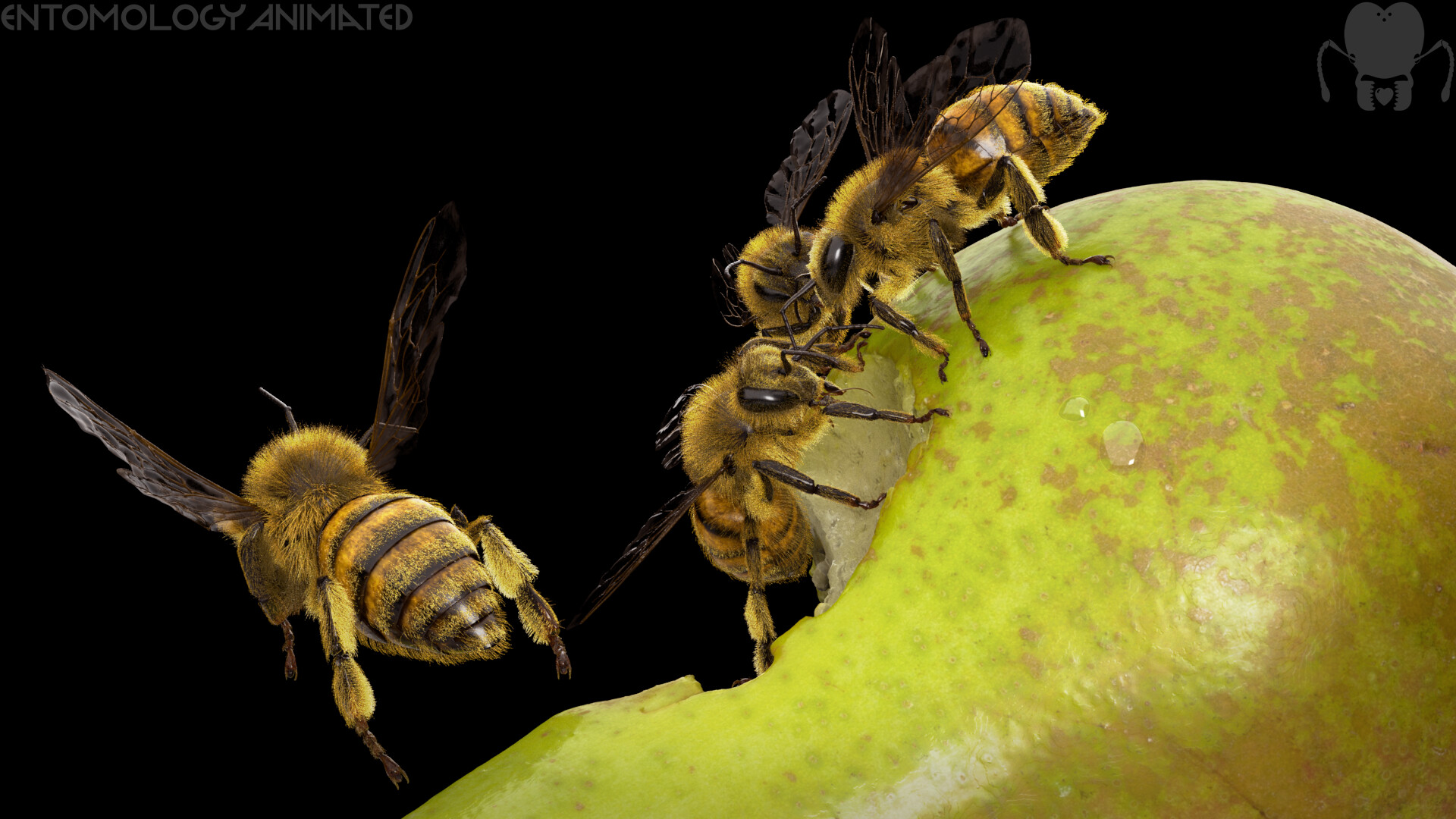 eric-keller-arnold-pear-render-5