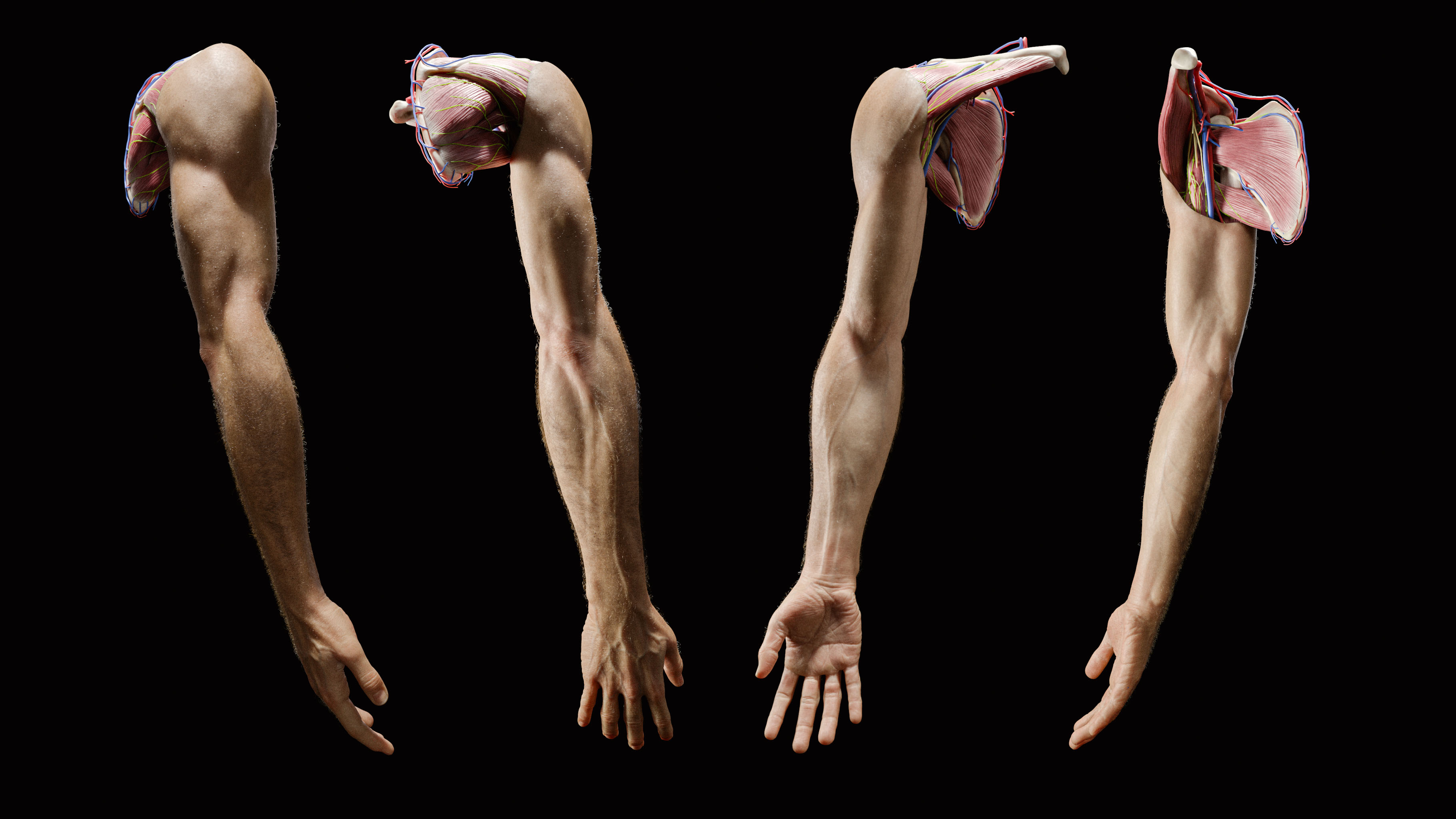 UpperLimb_FullArm_2020-07-15_Integumentary