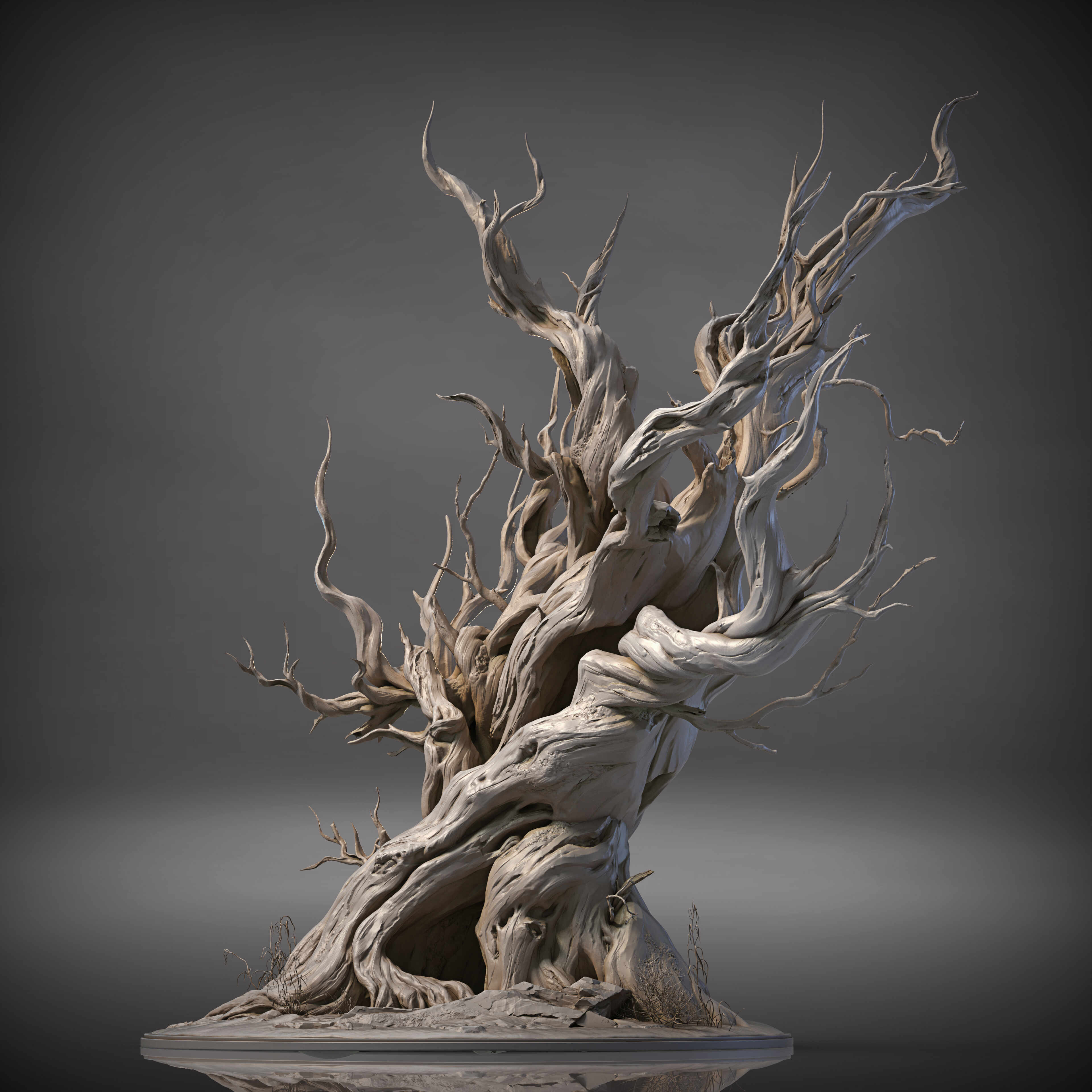 Pinus balfouriana Balf_3