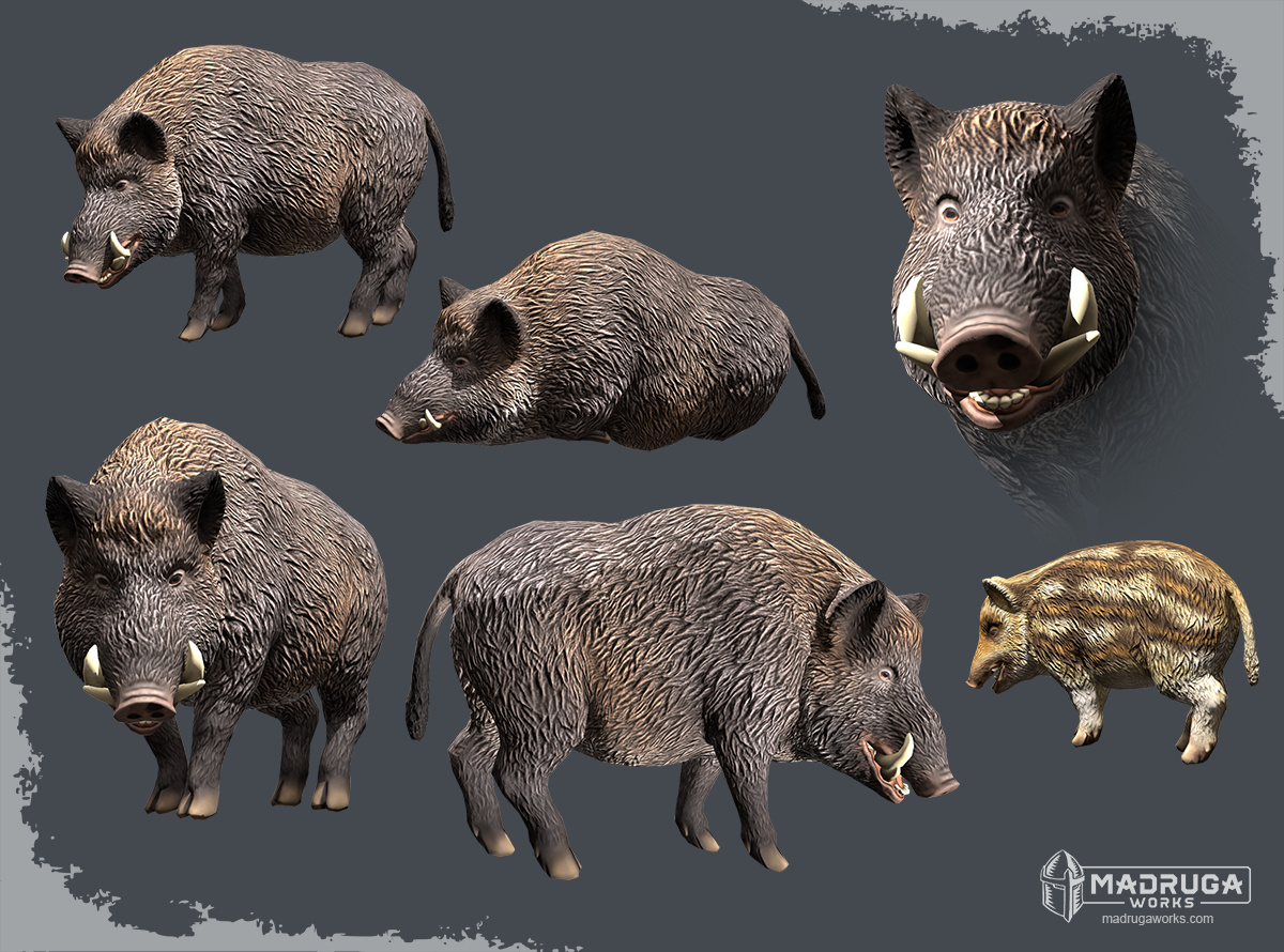 boar