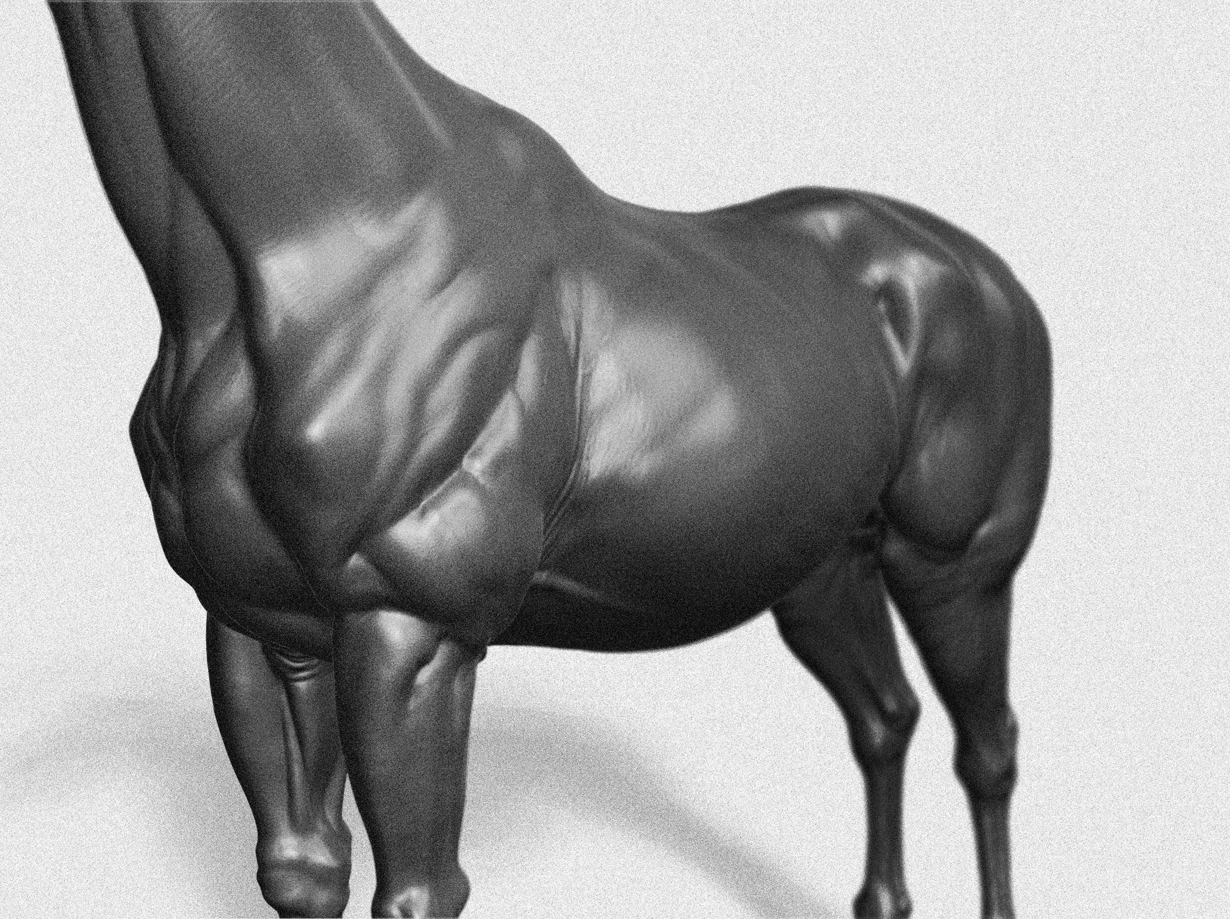 Horse_3
