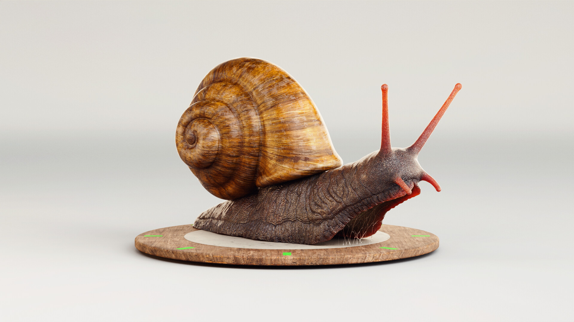 julio-benavides-snail-00003