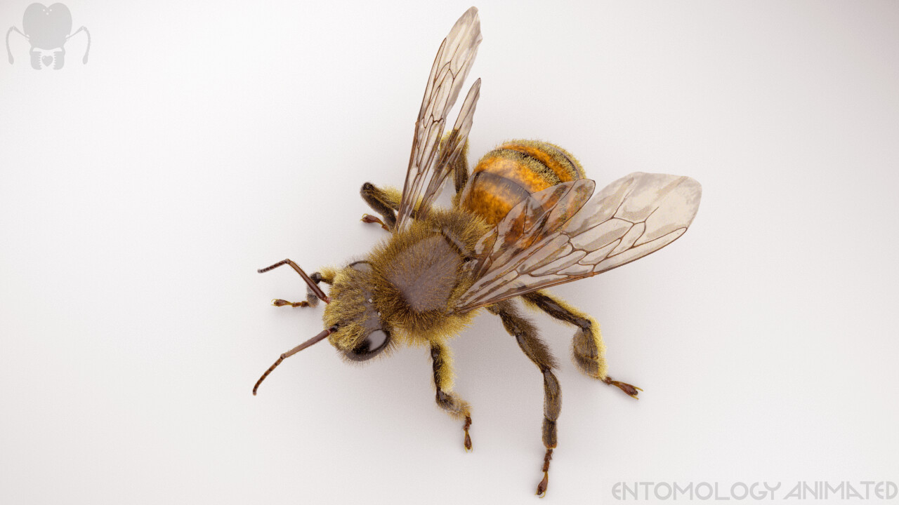 eric-keller-bee-arnold-render-04