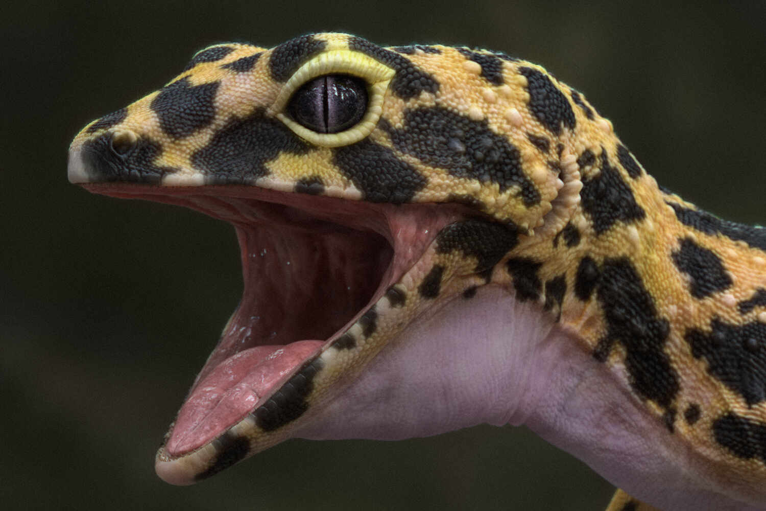 Leopardgecko_CloseUp1