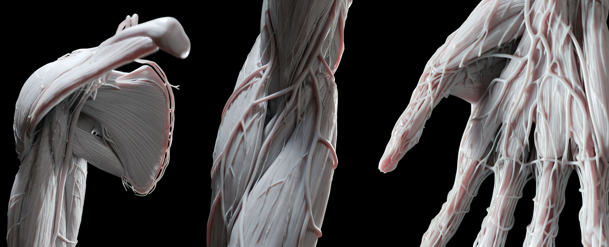 UpperLimb_SculptCU_2020-07-15