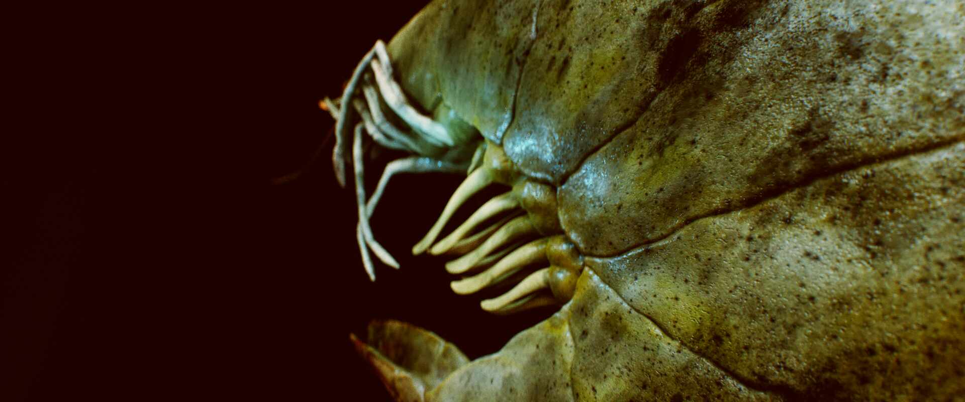 shrimp_Main Camera 6_FullQuality_002