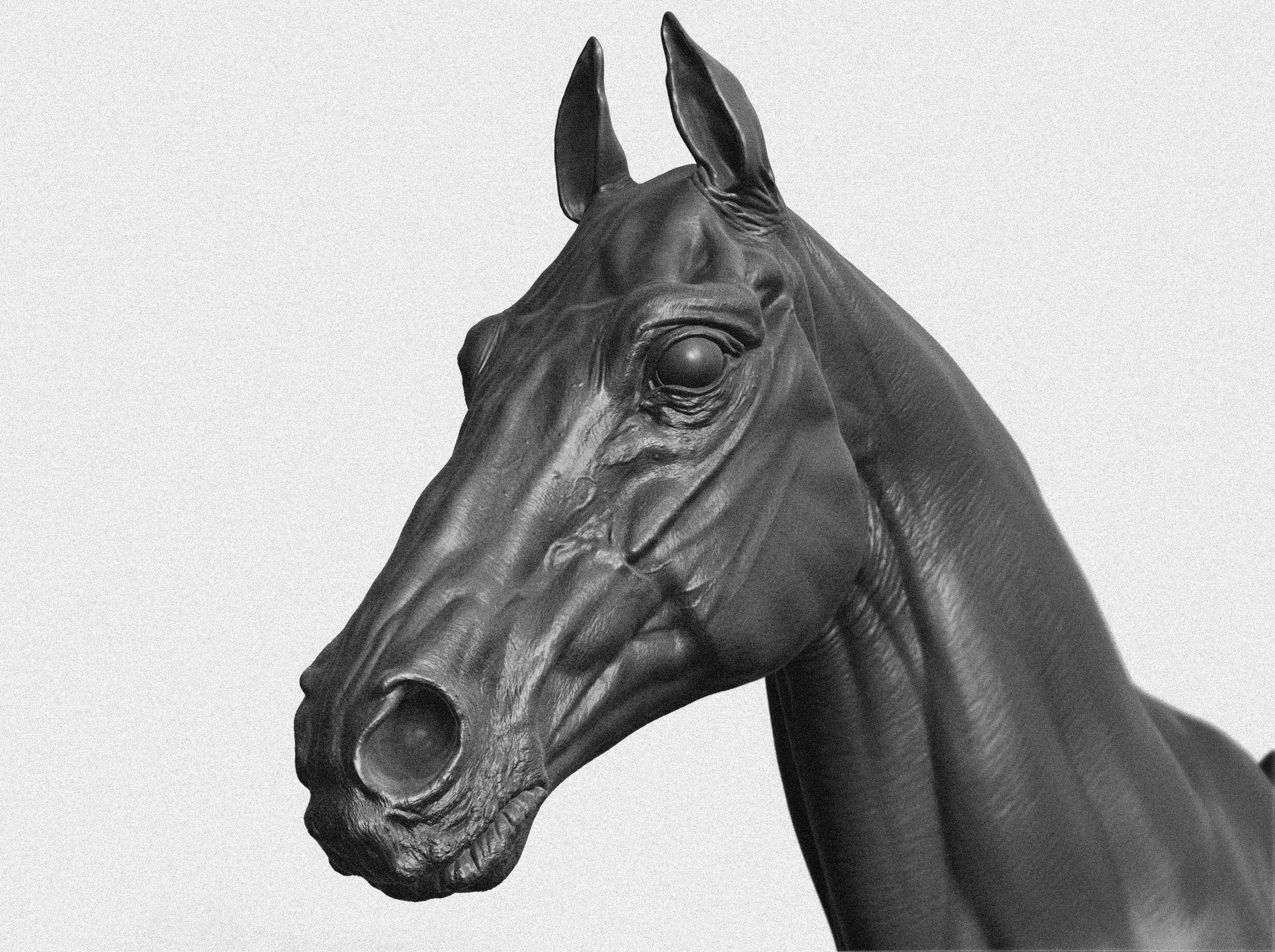 Horse_5