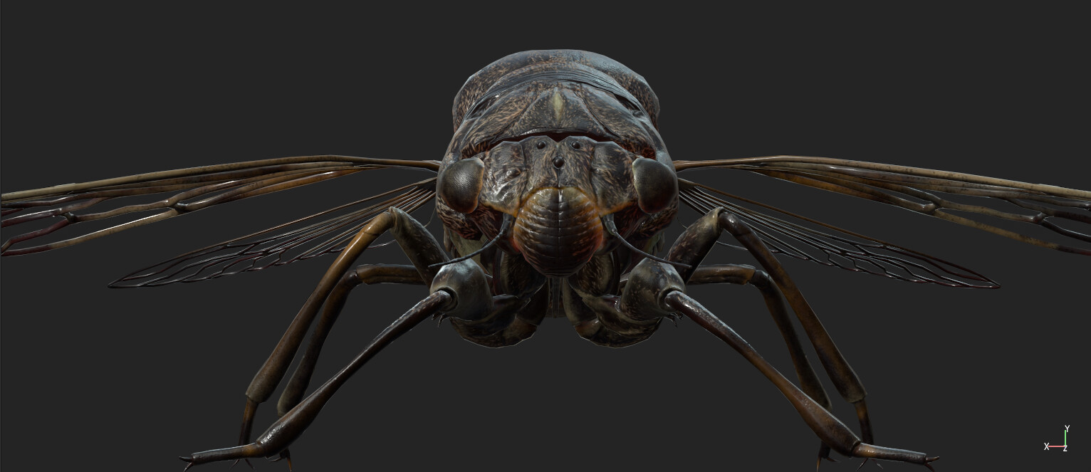 eric-keller-cicadaadult-textured-03