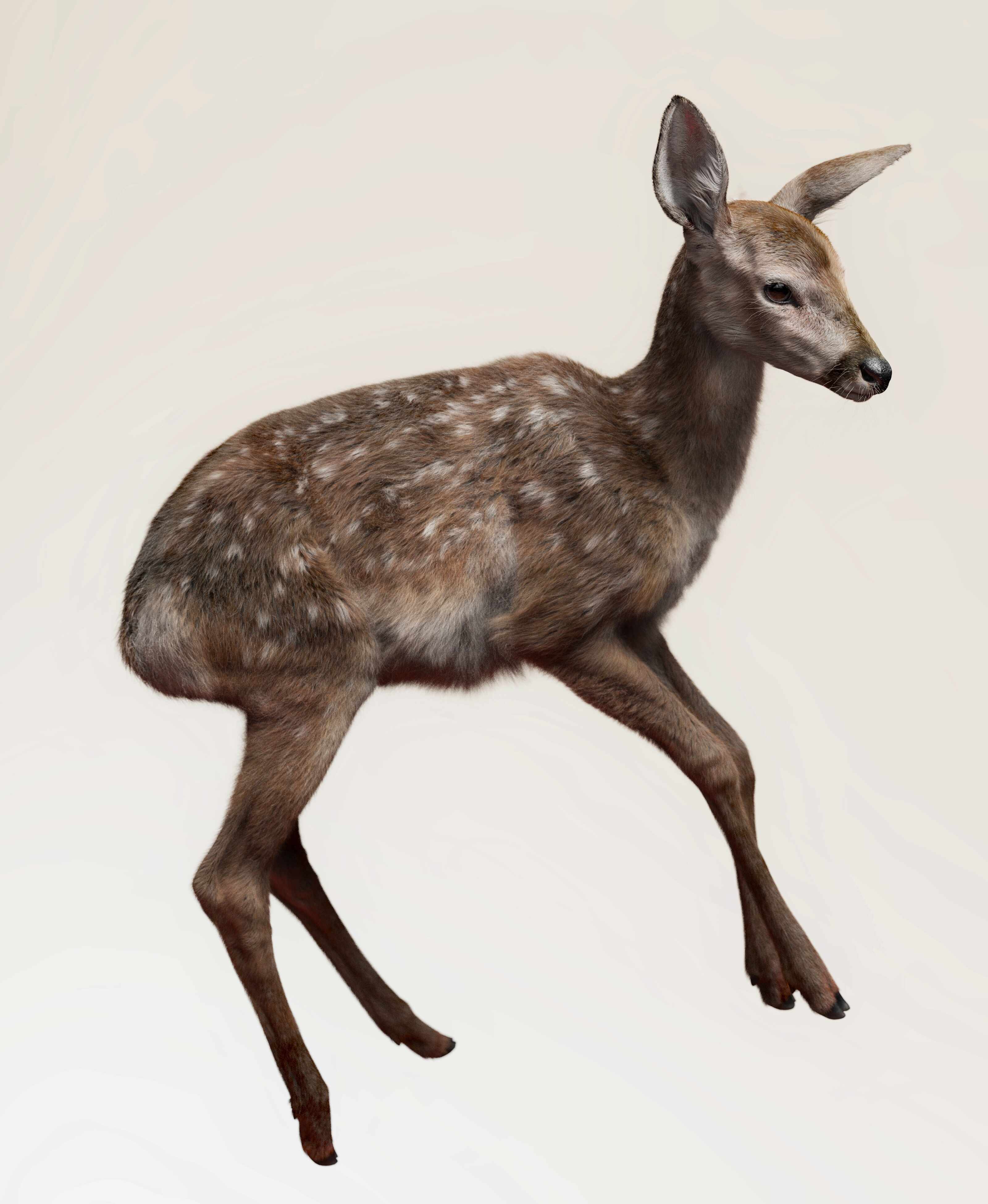 deer_1