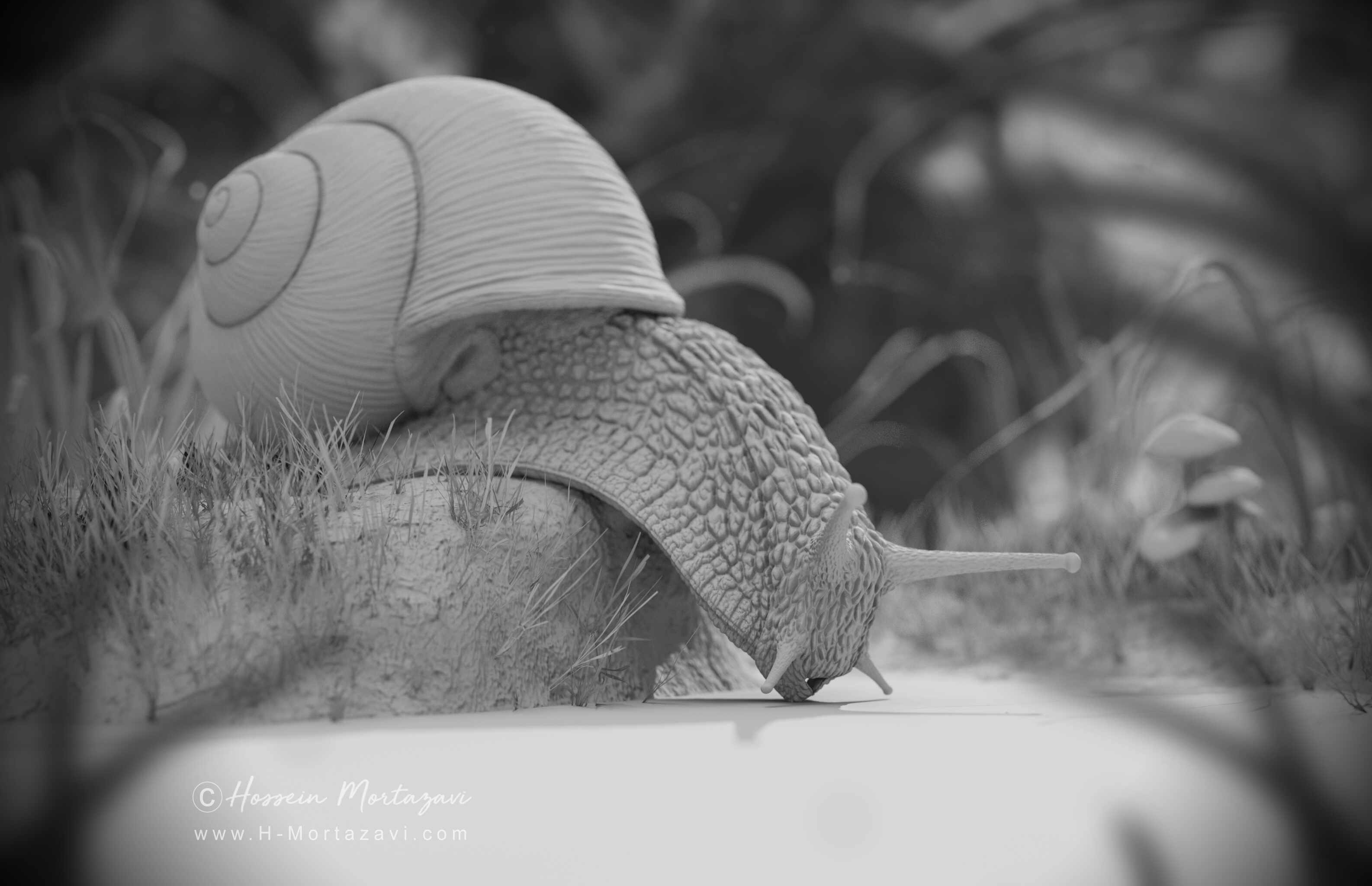Roman_Snail_02