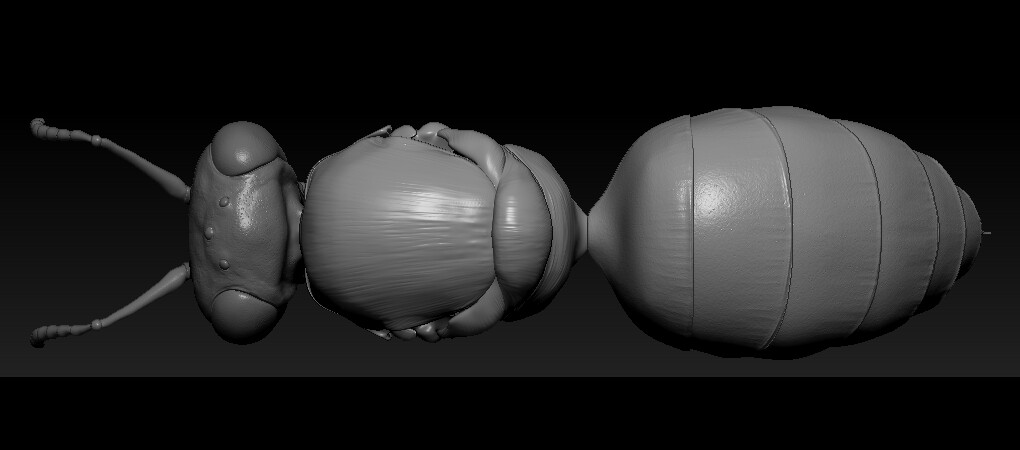 eric-keller-zbrush-bee-thorax-top