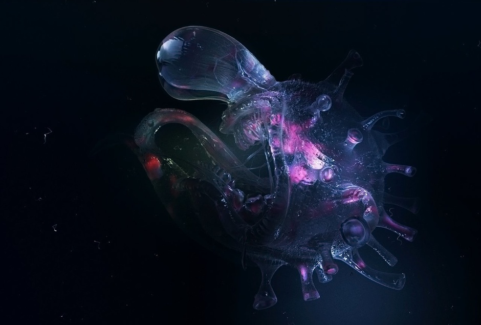 oryan-virus-in-the-window-5-15ff4aad-s3r5