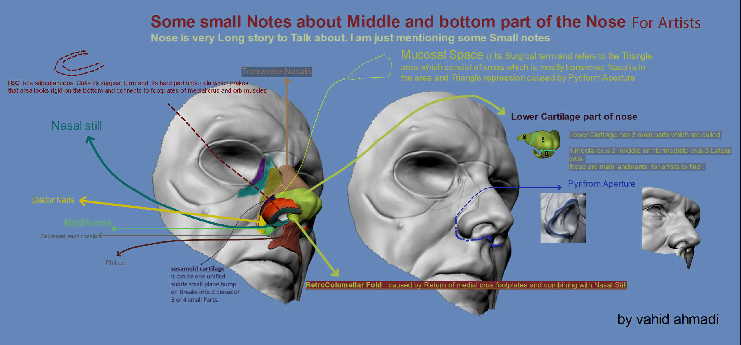 NoseTissue and muscle landmarks By vahid ahmadi3