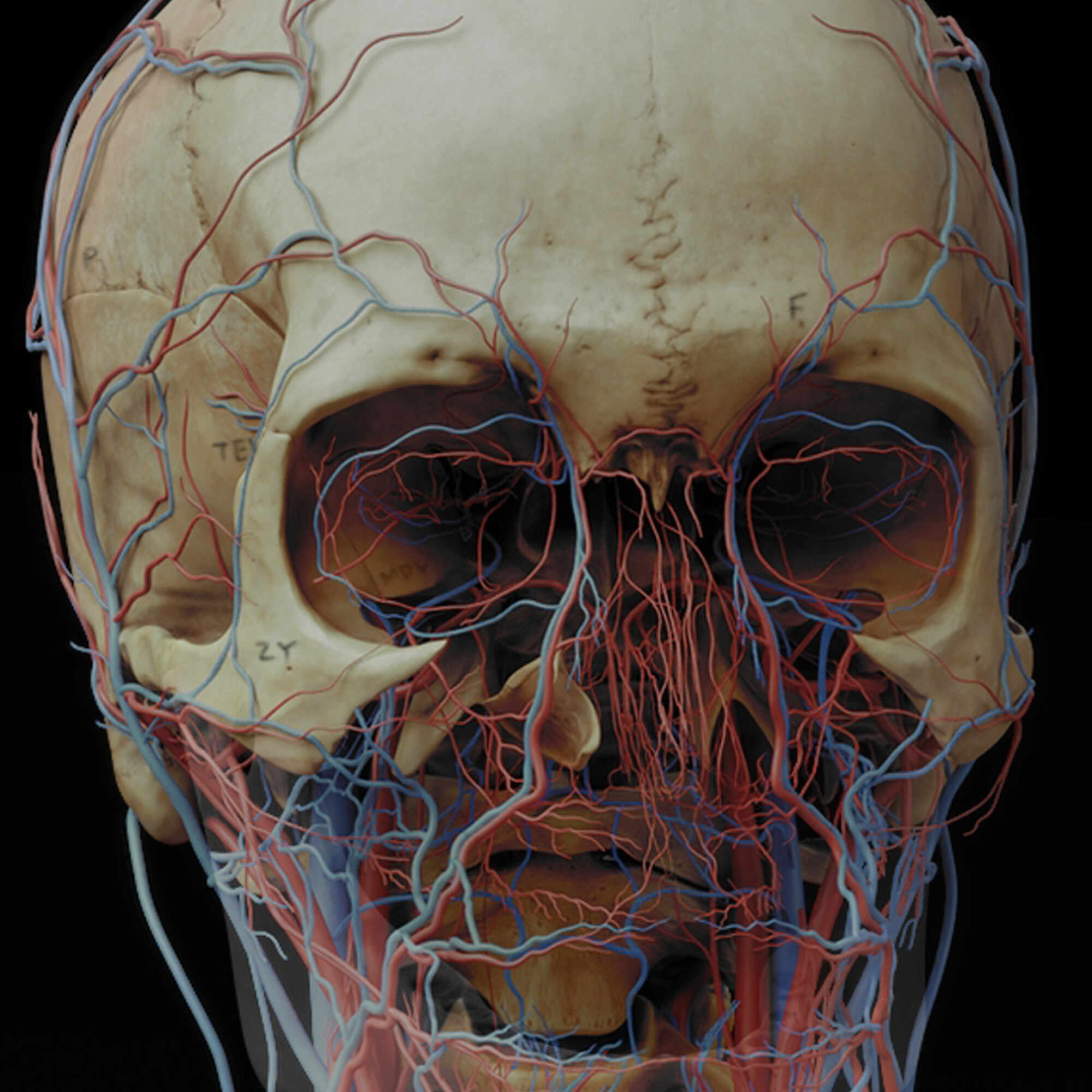 Anatomy_Digital human_vein_artery c3