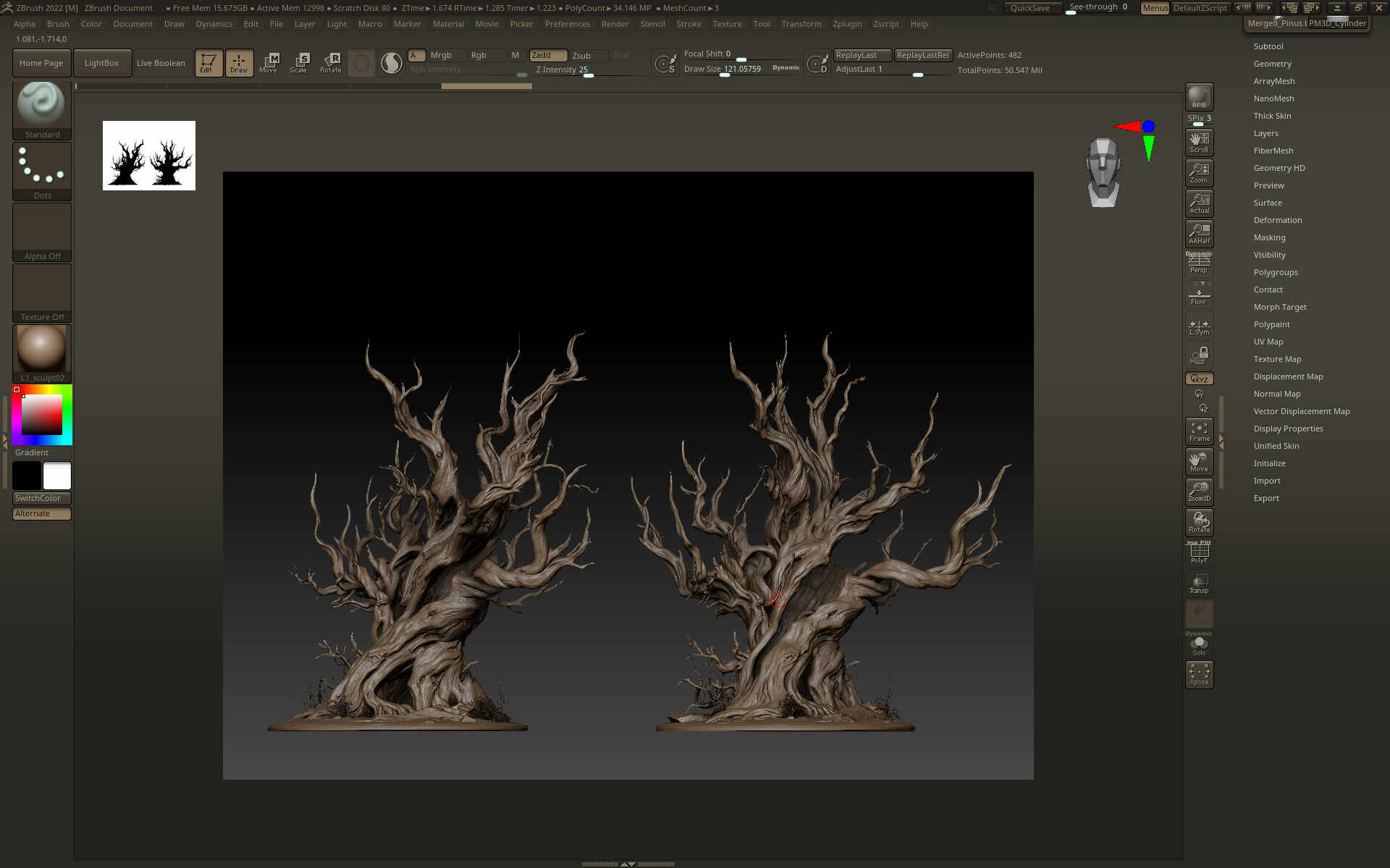 Pinus balfouriana Balf_5