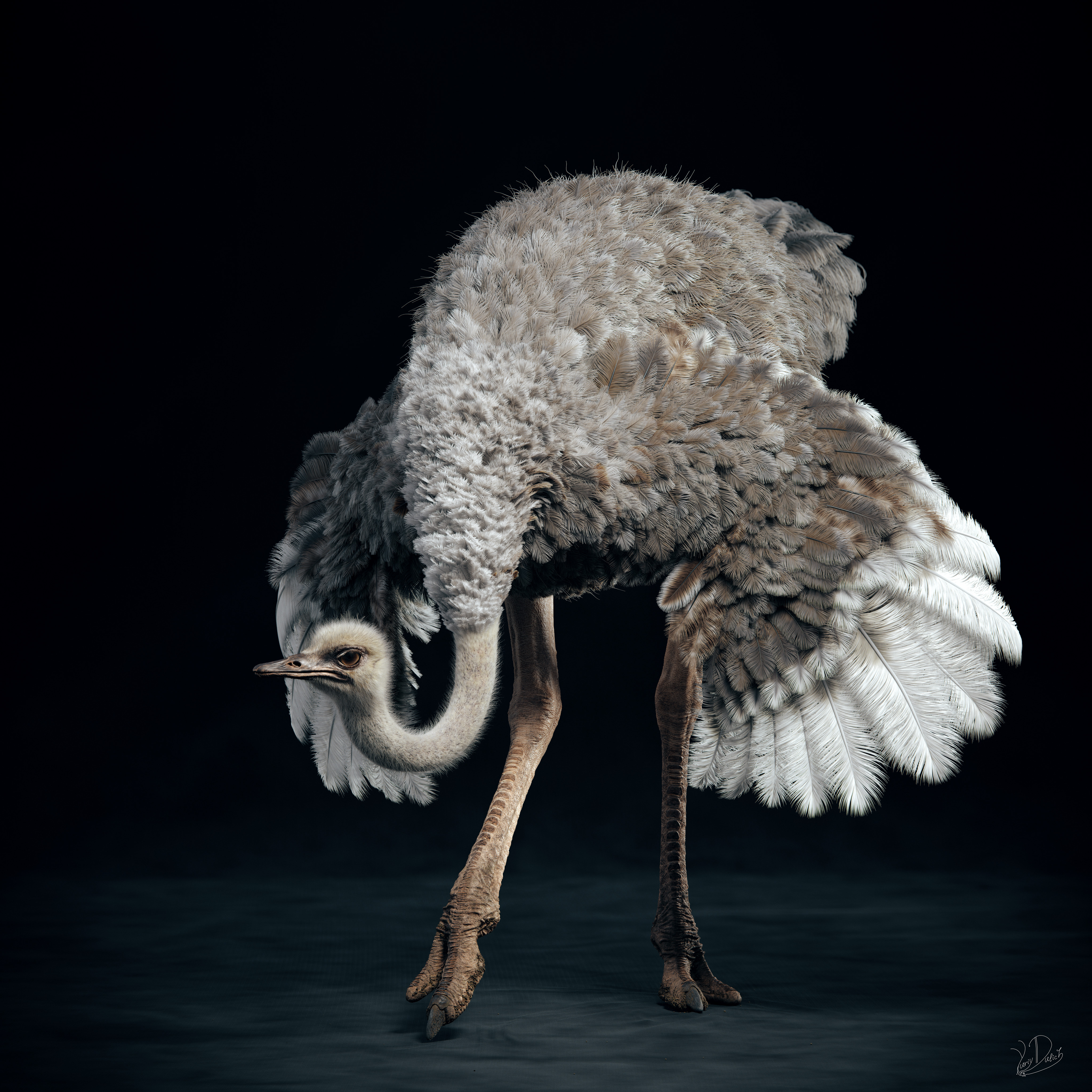 Ostrich_STAND2