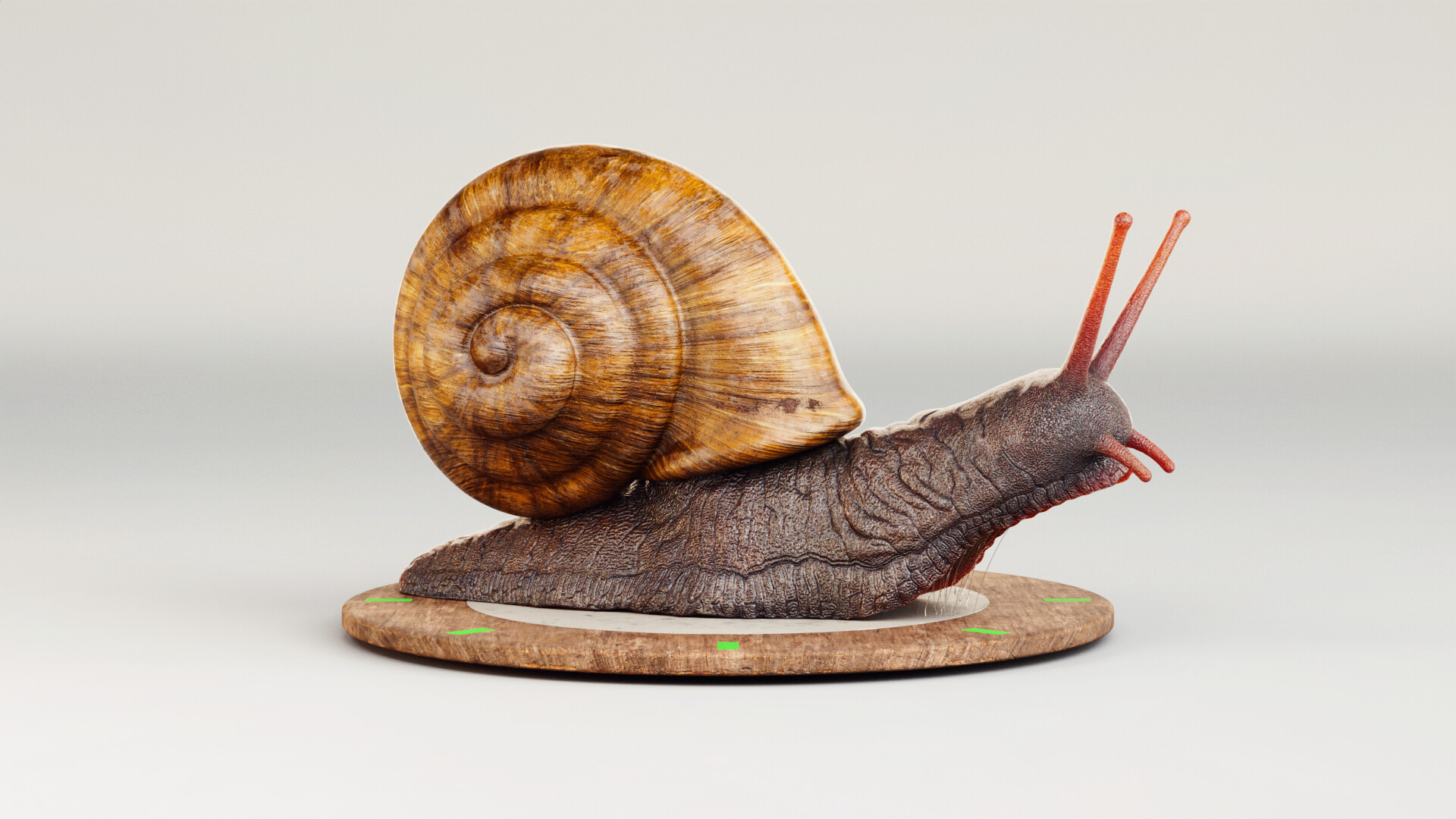 julio-benavides-snail-00004